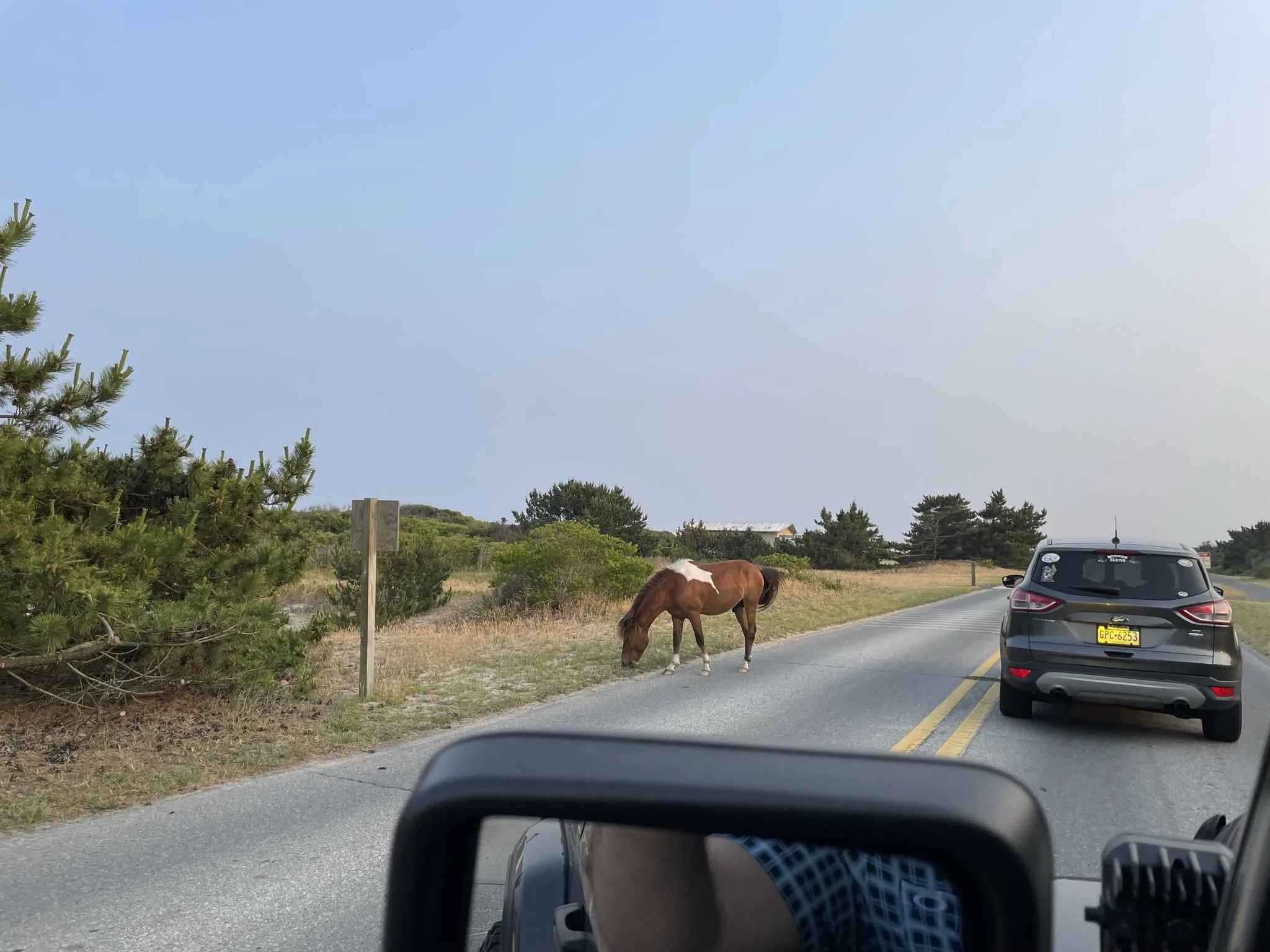 Jeep Gladiator Gladiator Camping w/ Wild Horses of Assateague State Park IMG_3512