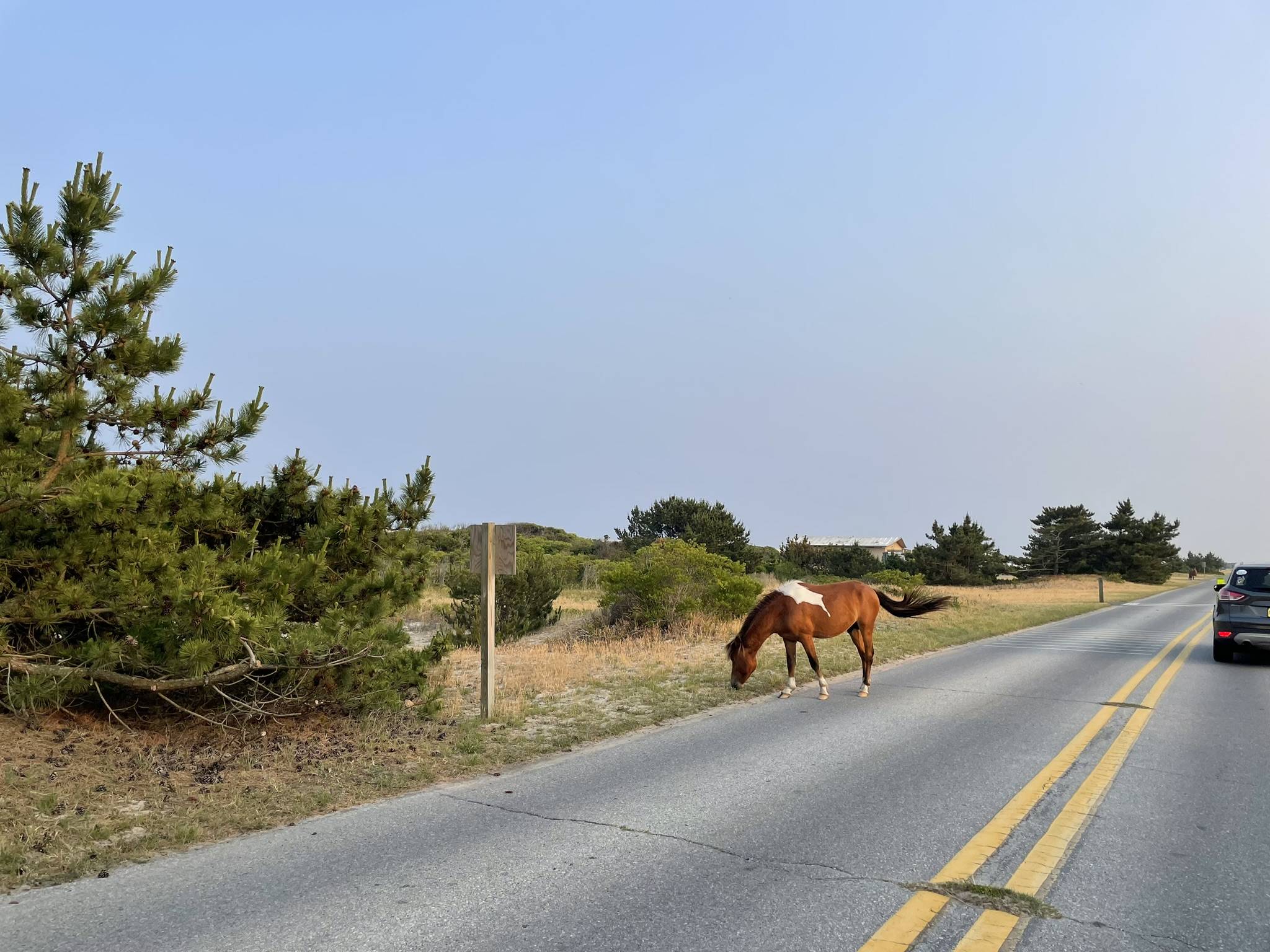 Jeep Gladiator Gladiator Camping w/ Wild Horses of Assateague State Park IMG_3513.JPEG