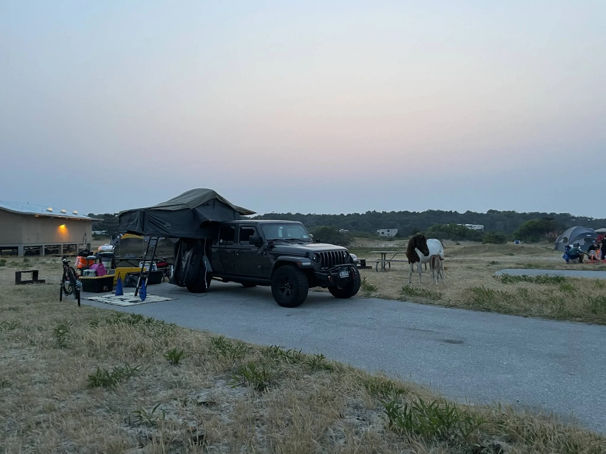 Jeep Gladiator Gladiator Camping w/ Wild Horses of Assateague State Park IMG_3517
