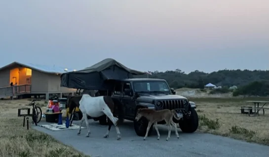 Jeep Gladiator Gladiator Camping w/ Wild Horses of Assateague State Park IMG_3519