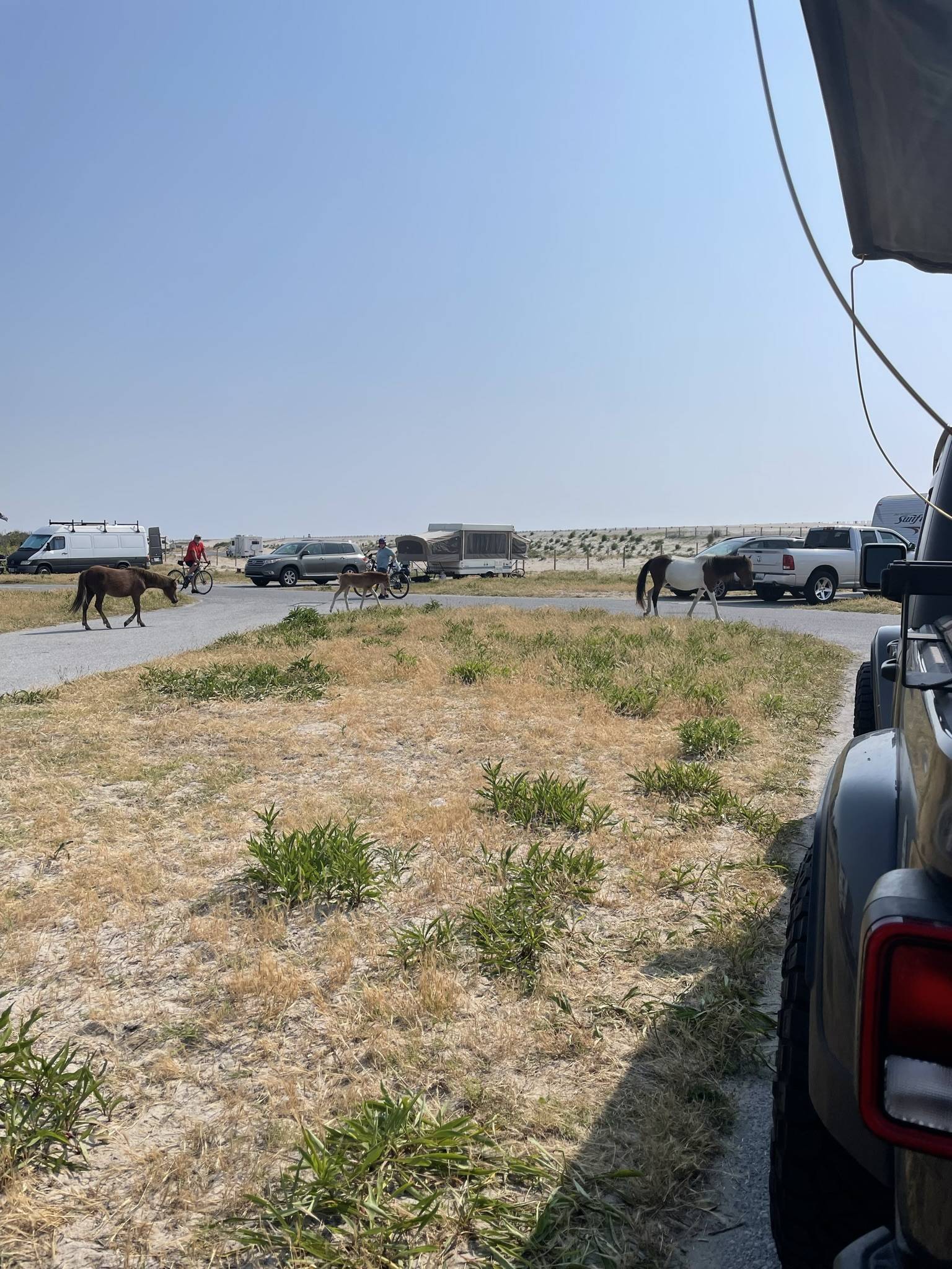 Jeep Gladiator Gladiator Camping w/ Wild Horses of Assateague State Park IMG_3521.JPEG