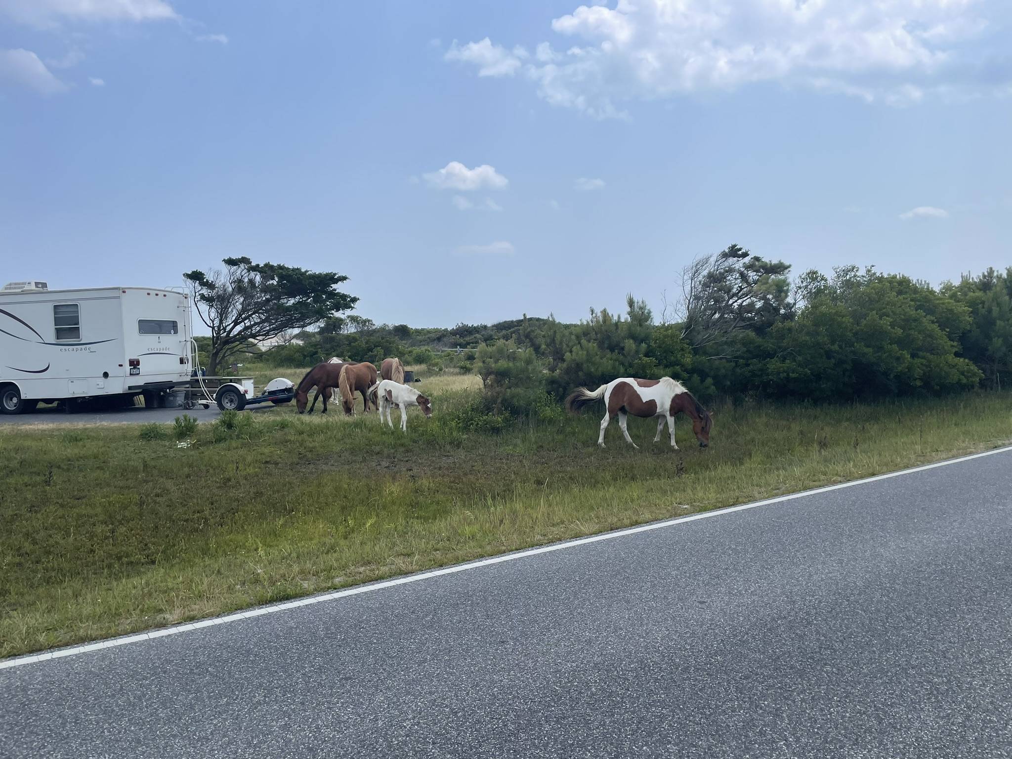 Jeep Gladiator Gladiator Camping w/ Wild Horses of Assateague State Park IMG_3525.JPEG