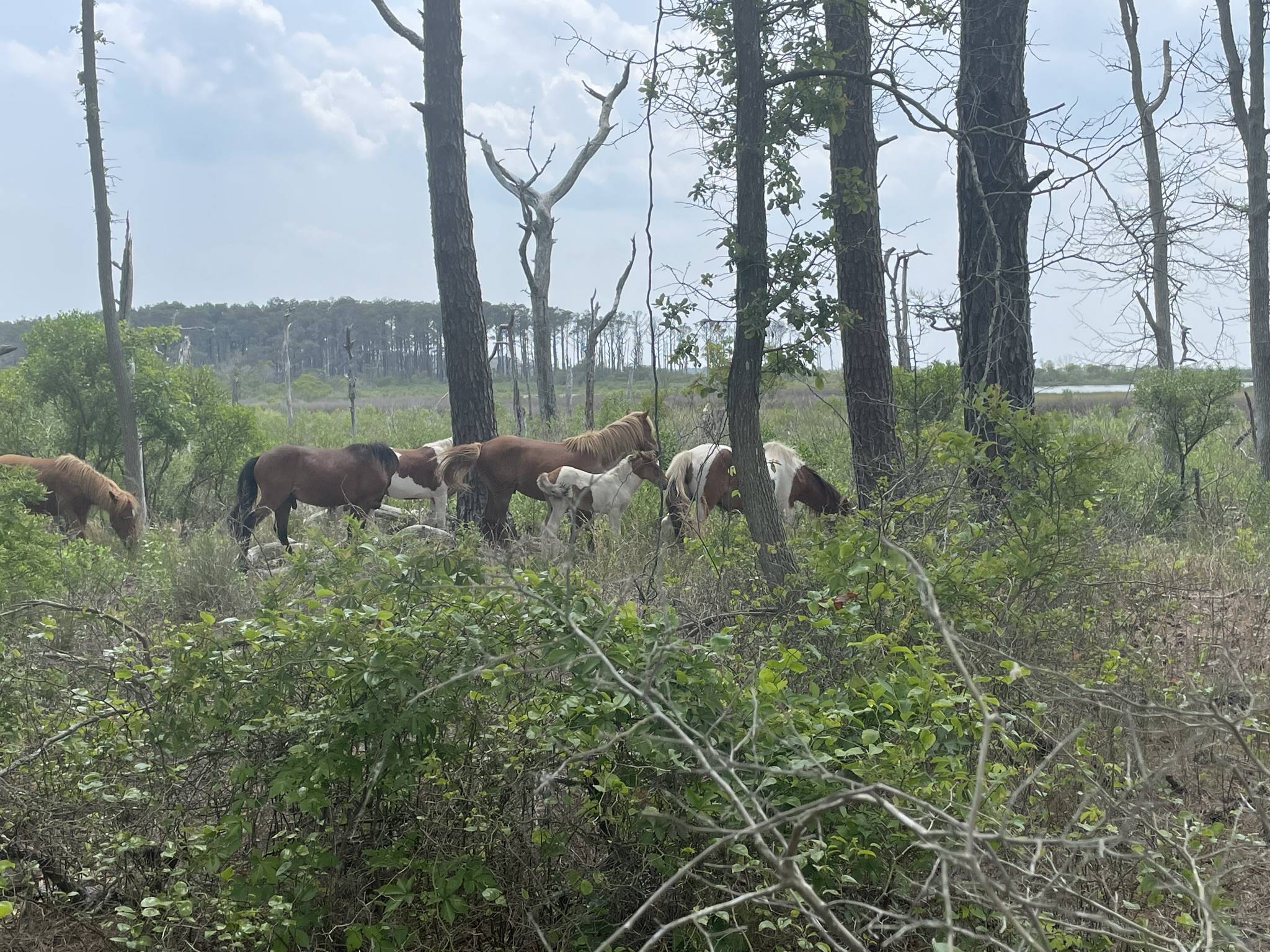 Jeep Gladiator Gladiator Camping w/ Wild Horses of Assateague State Park IMG_3526.JPEG