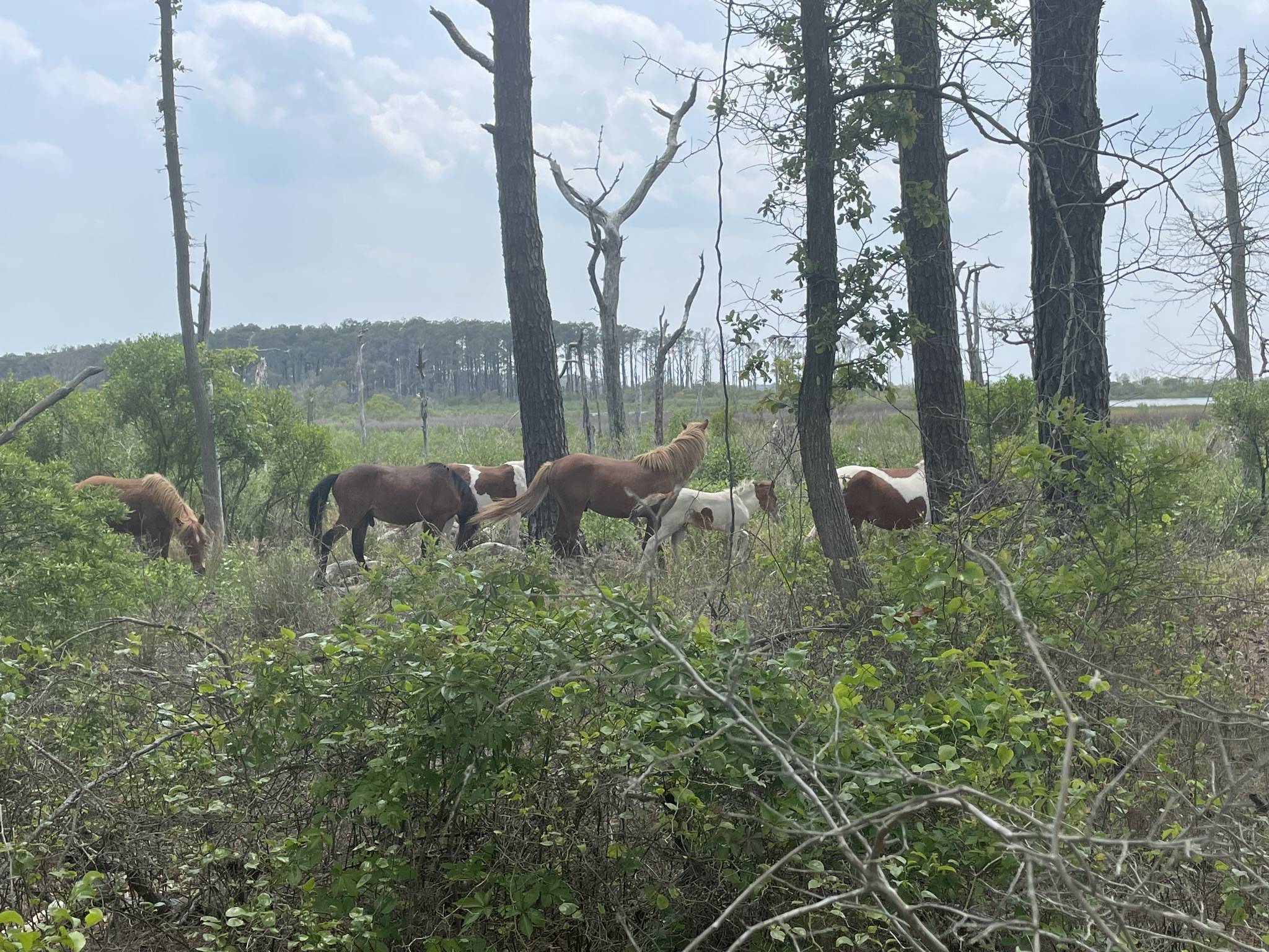 Jeep Gladiator Gladiator Camping w/ Wild Horses of Assateague State Park IMG_3527.JPEG