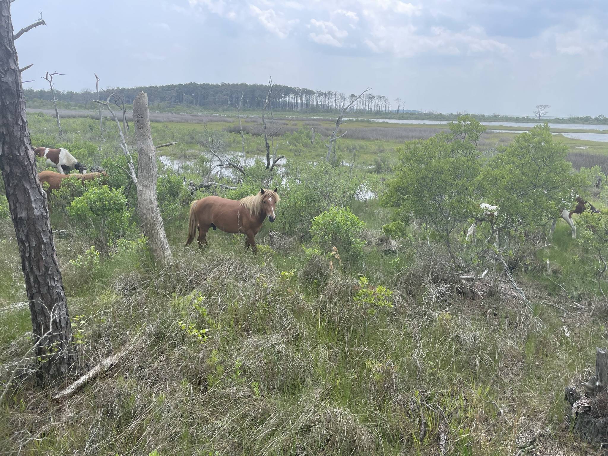 Jeep Gladiator Gladiator Camping w/ Wild Horses of Assateague State Park IMG_3528.JPEG