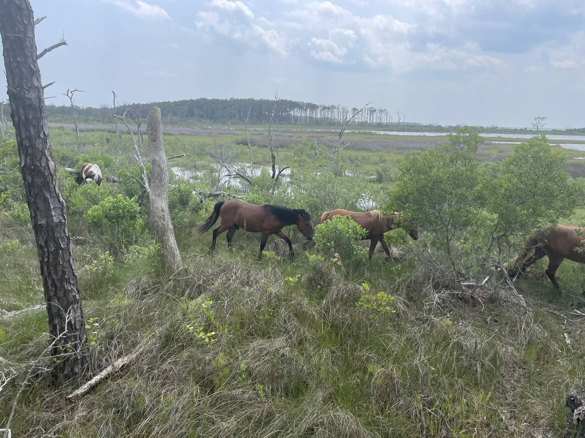 Jeep Gladiator Gladiator Camping w/ Wild Horses of Assateague State Park IMG_3529.JPEG