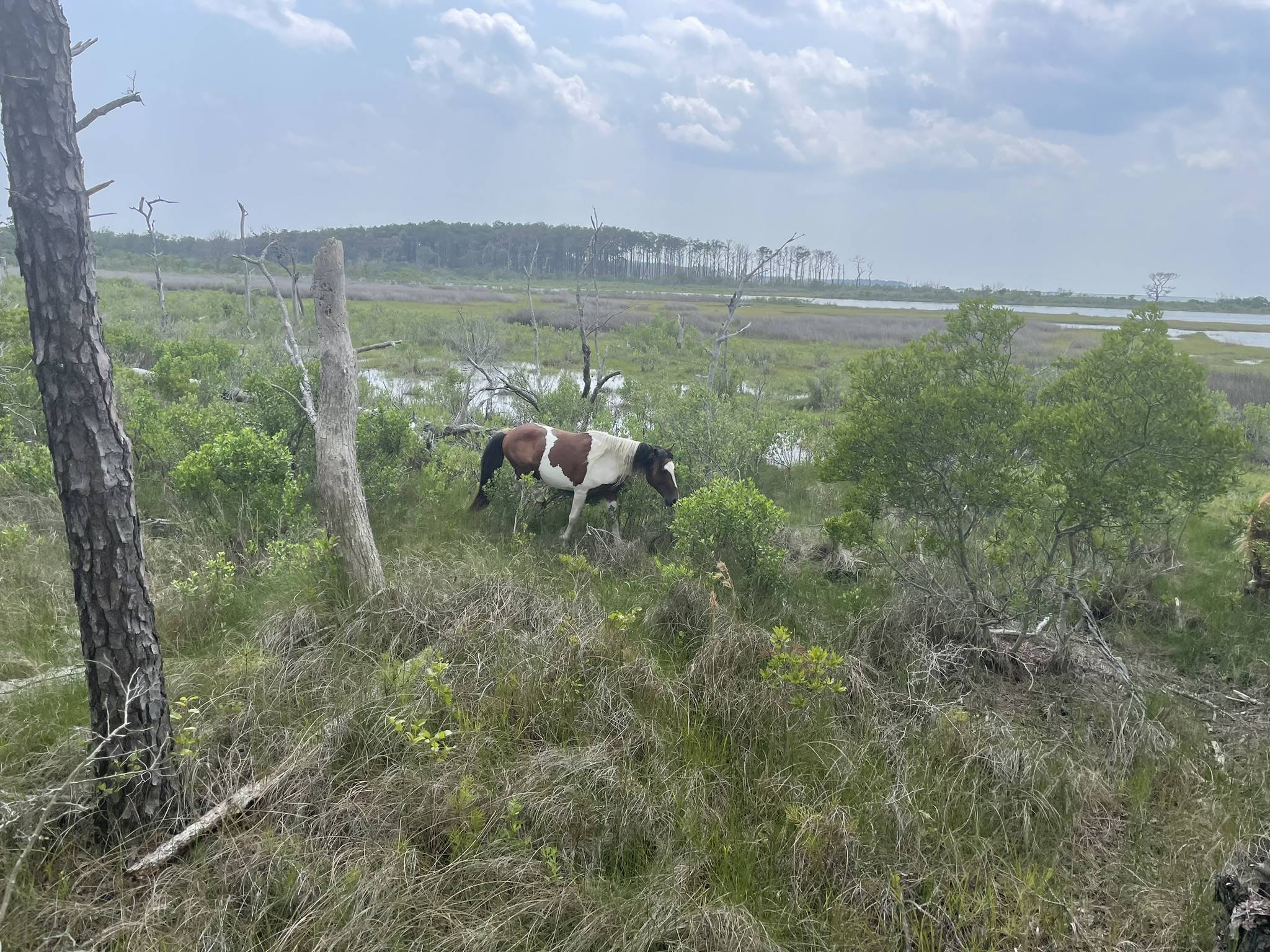 Jeep Gladiator Gladiator Camping w/ Wild Horses of Assateague State Park IMG_3530.JPEG
