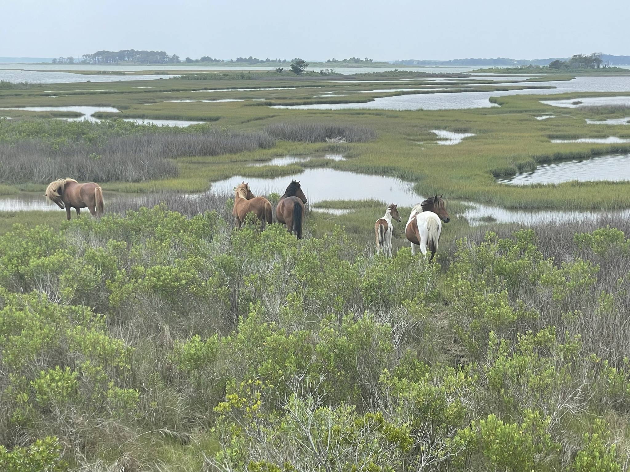 Jeep Gladiator Gladiator Camping w/ Wild Horses of Assateague State Park IMG_3534.JPEG