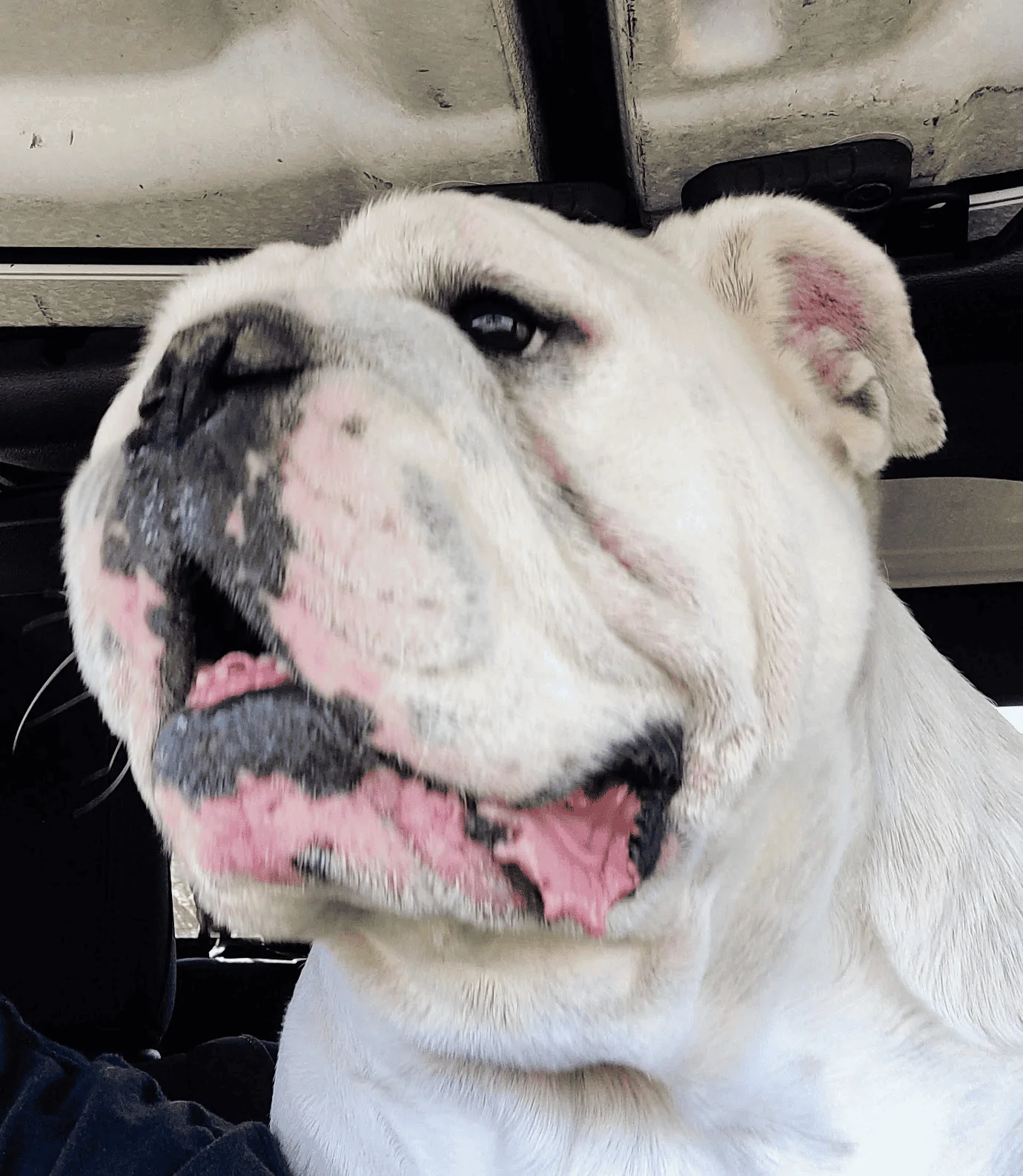 Jeep Gladiator Let’s see your pets cause they are the best companion you can have!!!!! 1686877606626