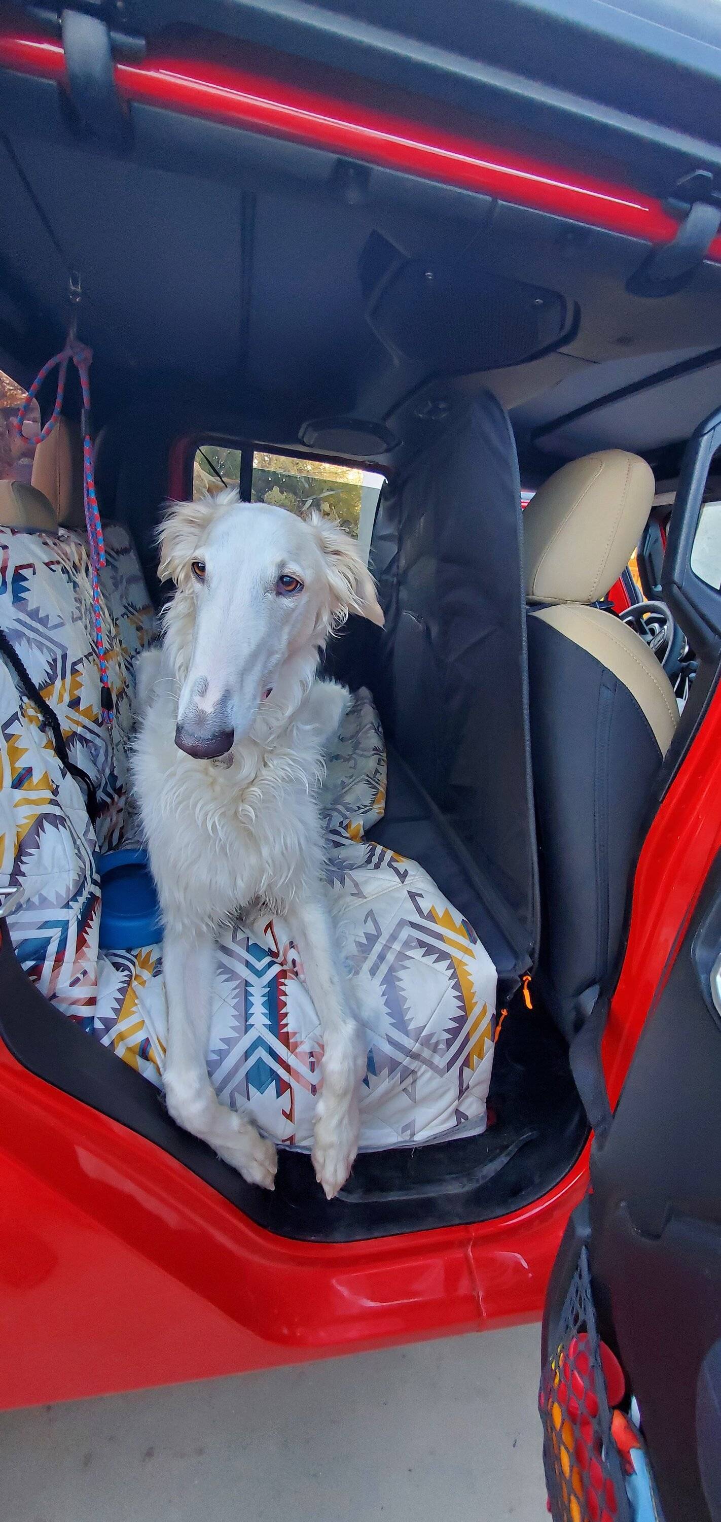 Jeep Gladiator Let’s see your pets cause they are the best companion you can have!!!!! 20230124_170756