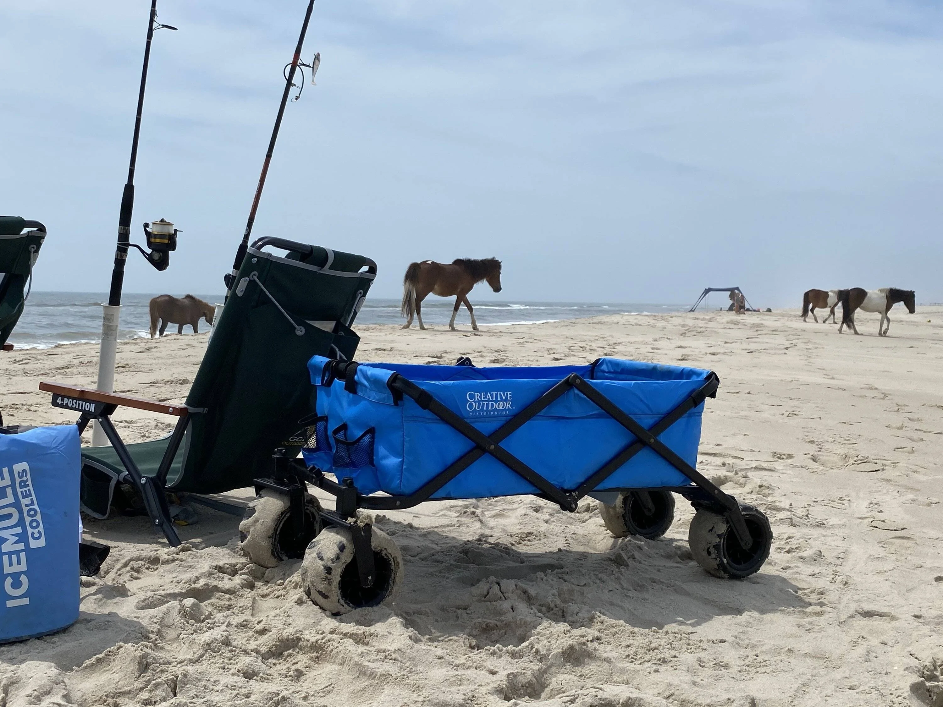 Jeep Gladiator Gladiator Camping w/ Wild Horses of Assateague State Park IMG_1402