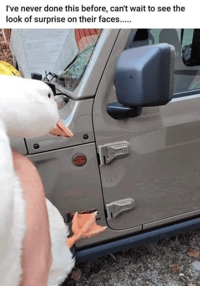 Jeep Gladiator Get a duck yet? 1082A1F8-6614-482A-B819-34DCE2ECF136