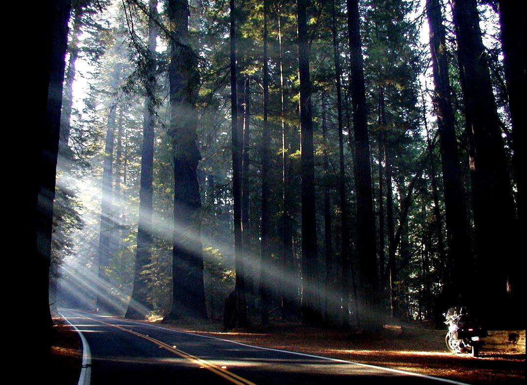 Jeep Gladiator Motorcycle riders? What do you ride? Pic/Info Thread! avenue-of-the-giants-l