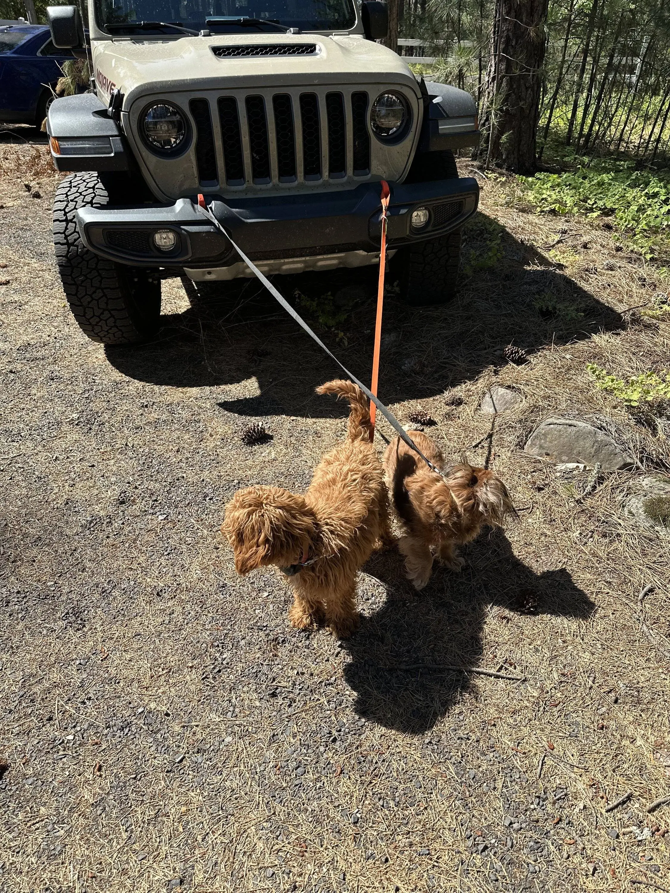 Jeep Gladiator Let’s see your pets cause they are the best companion you can have!!!!! 71113366736__09DBD39B-AB8E-4A38-BC17-D8F4953187FA