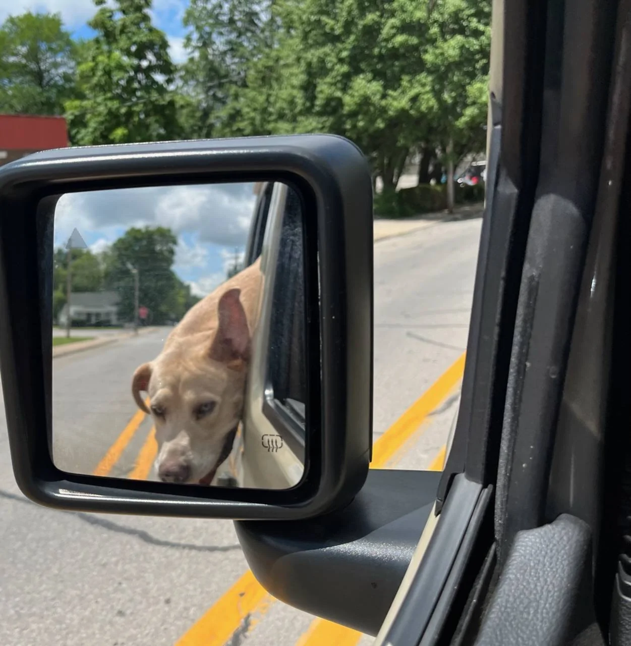 Jeep Gladiator Let’s see your pets cause they are the best companion you can have!!!!! IMG_6827