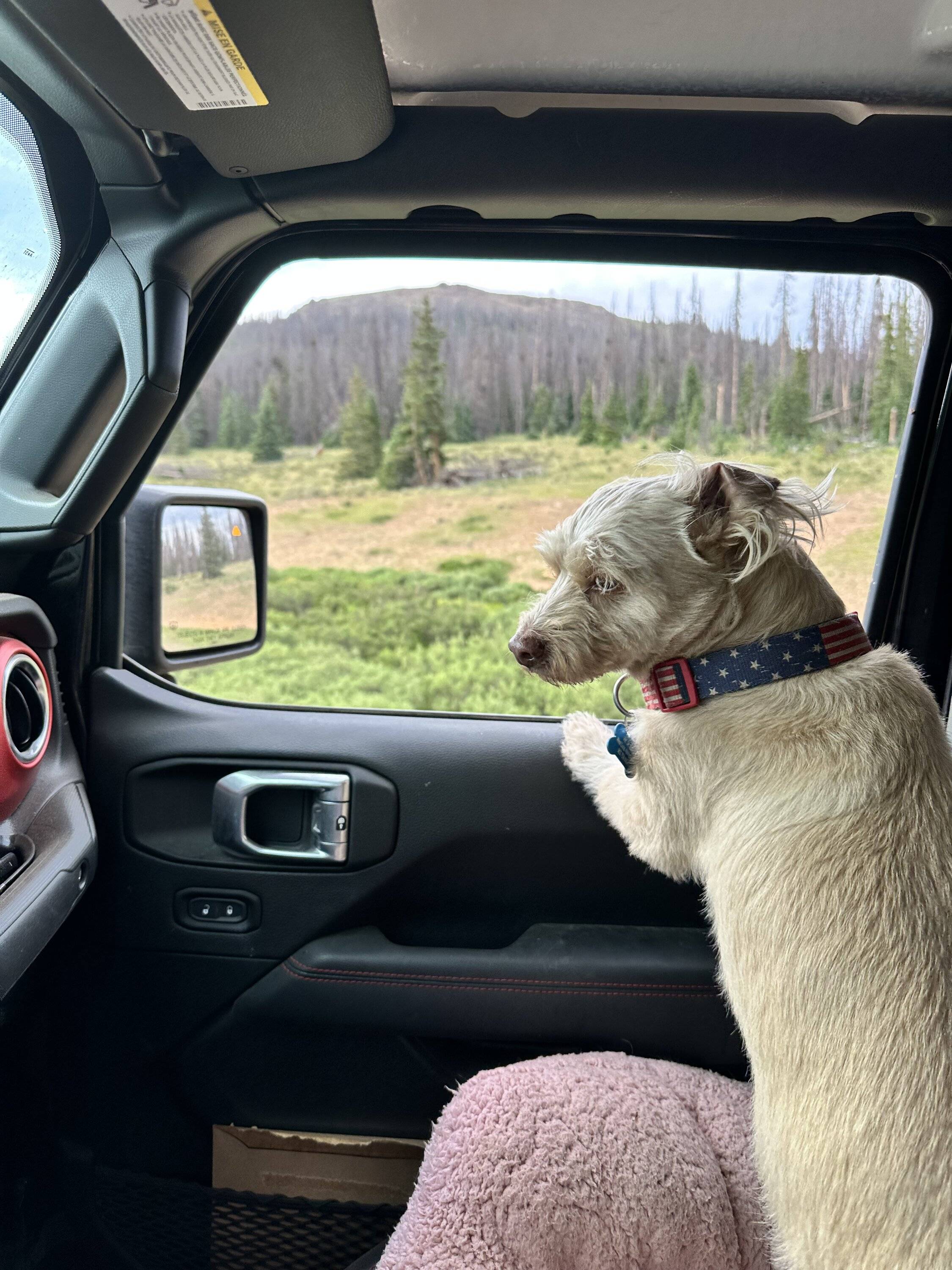 Jeep Gladiator Let’s see your pets cause they are the best companion you can have!!!!! IMG_0561