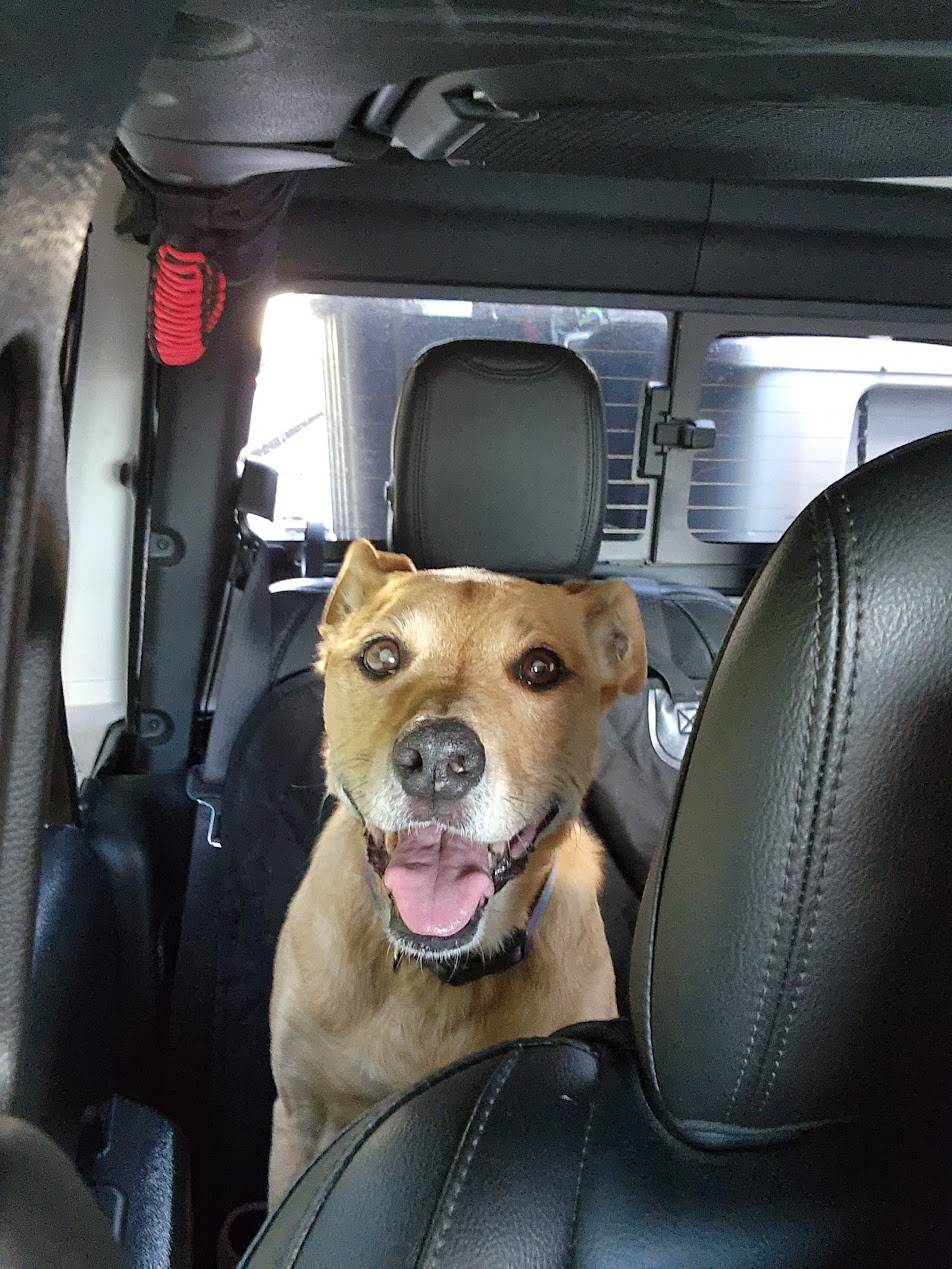 Jeep Gladiator Let’s see your pets cause they are the best companion you can have!!!!! 20220918_175717