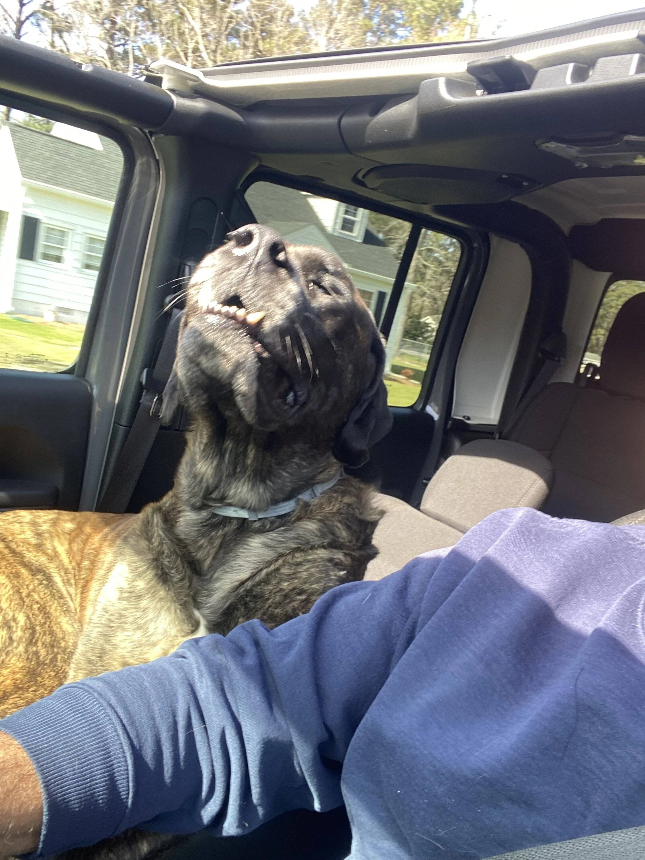 Jeep Gladiator Let’s see your pets cause they are the best companion you can have!!!!! IMG_2124
