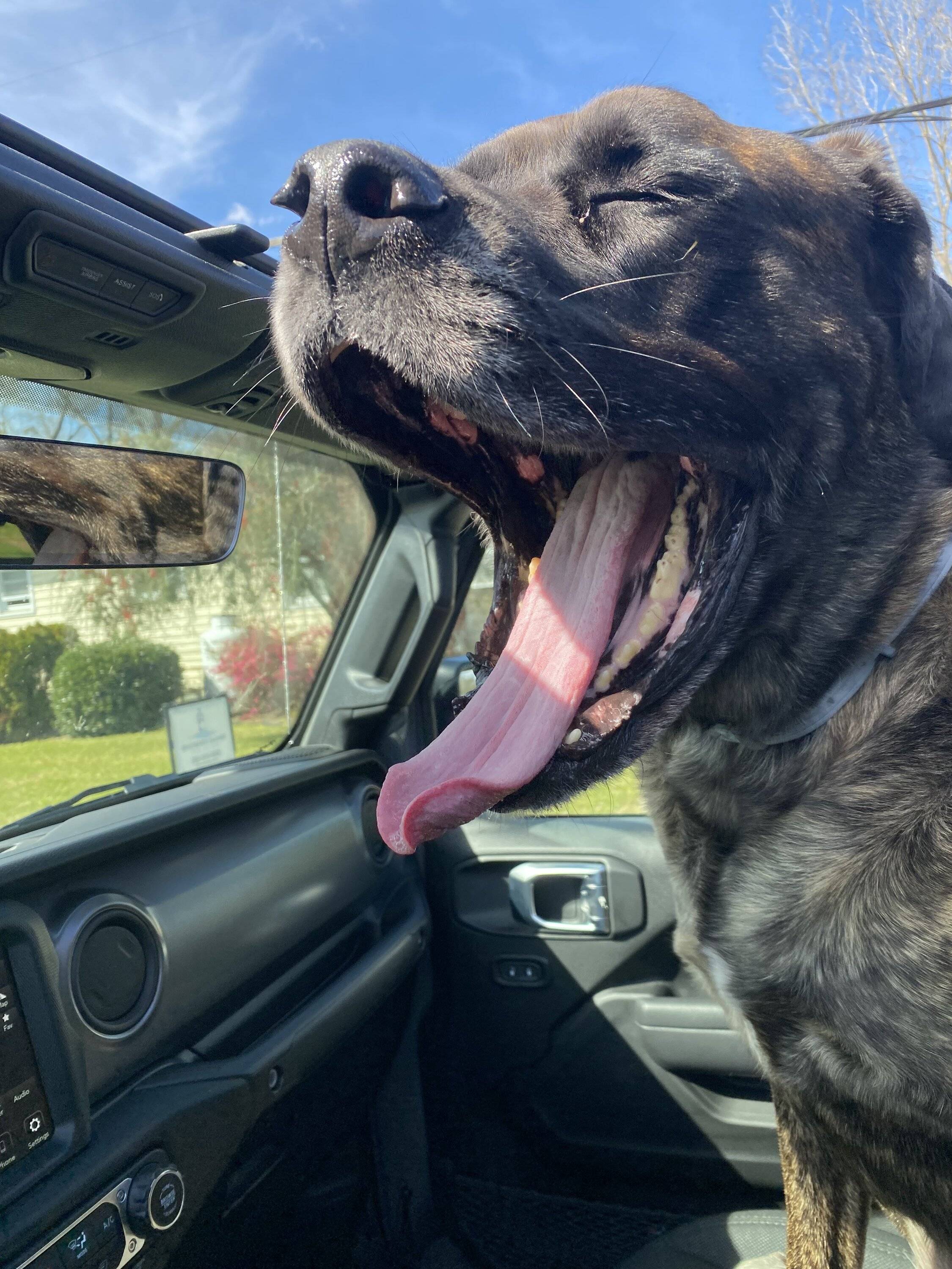 Jeep Gladiator Let’s see your pets cause they are the best companion you can have!!!!! IMG_2122