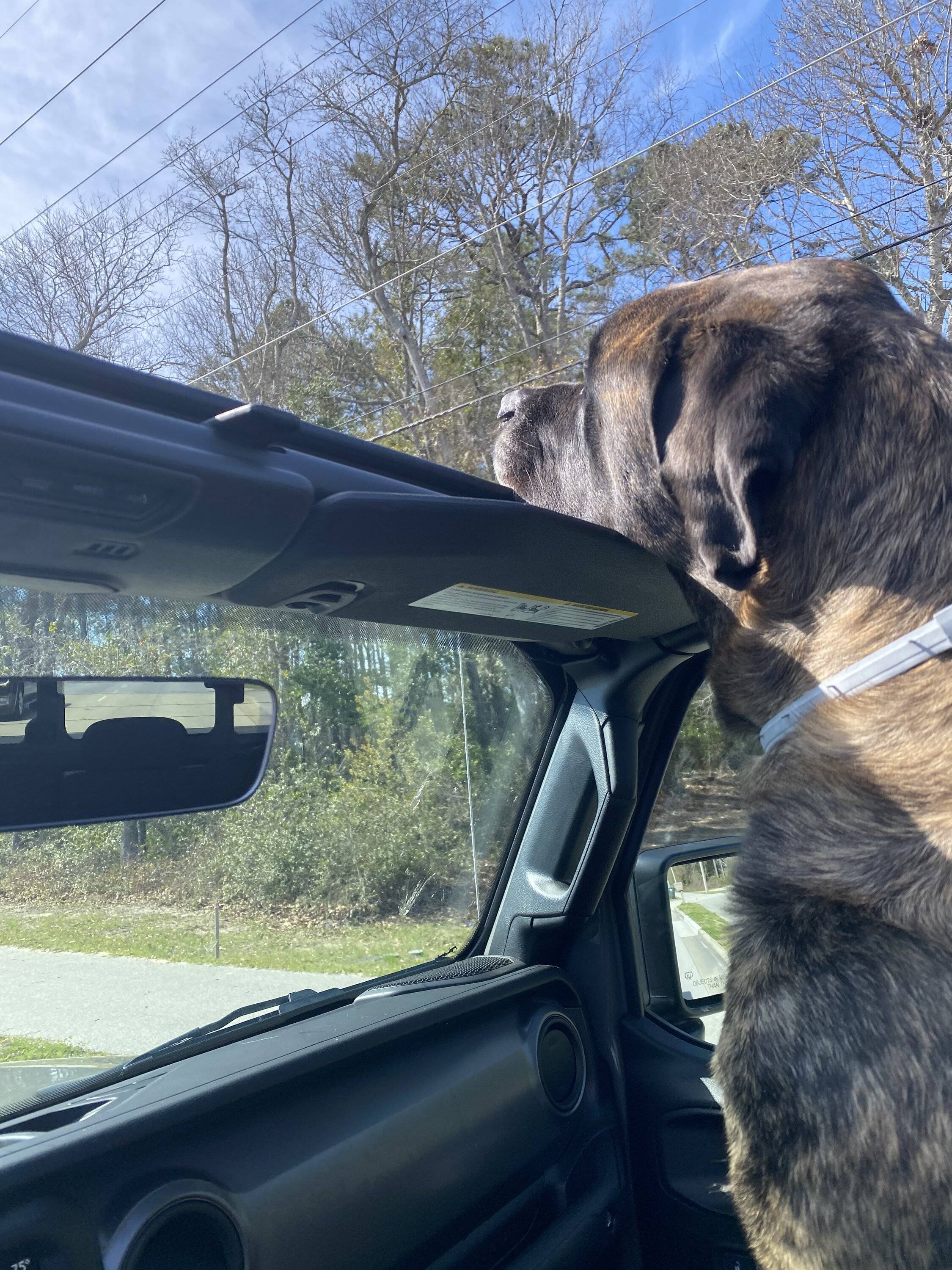Jeep Gladiator Let’s see your pets cause they are the best companion you can have!!!!! IMG_2125