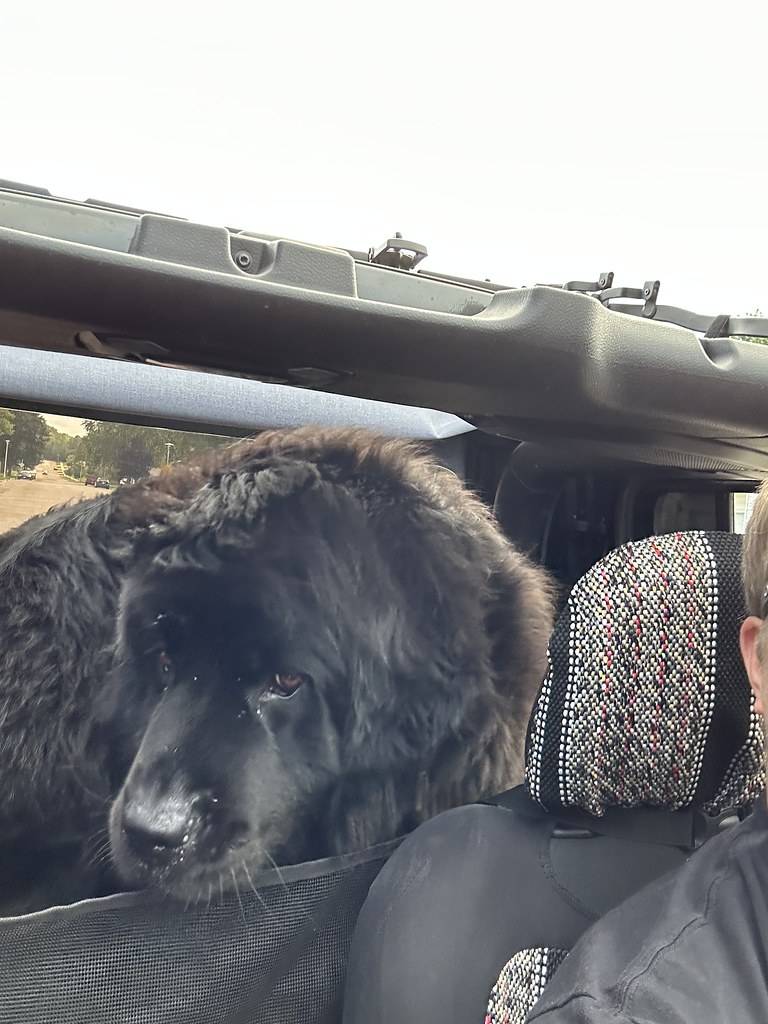 Jeep Gladiator Let’s see your pets cause they are the best companion you can have!!!!! 53099501167_18d6d12d59_b