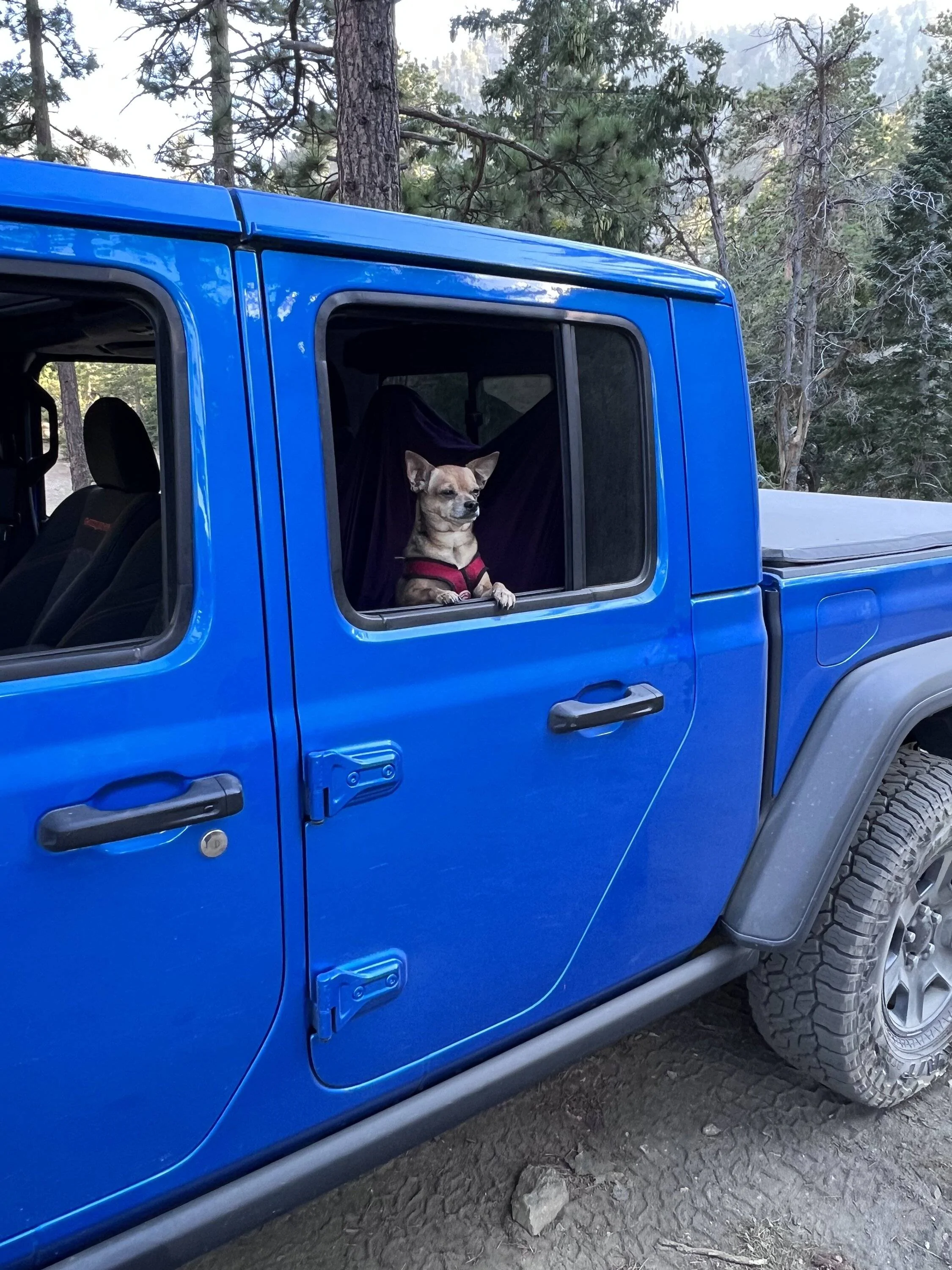 Jeep Gladiator Let’s see your pets cause they are the best companion you can have!!!!! IMG_0976