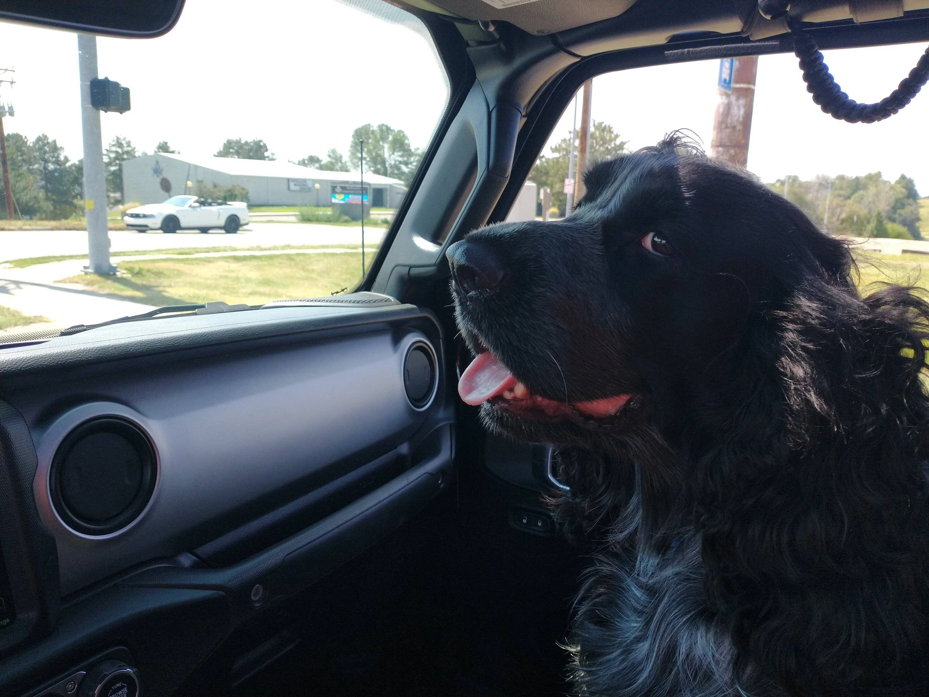 Jeep Gladiator Let’s see your pets cause they are the best companion you can have!!!!! IMG_20230827_140446697