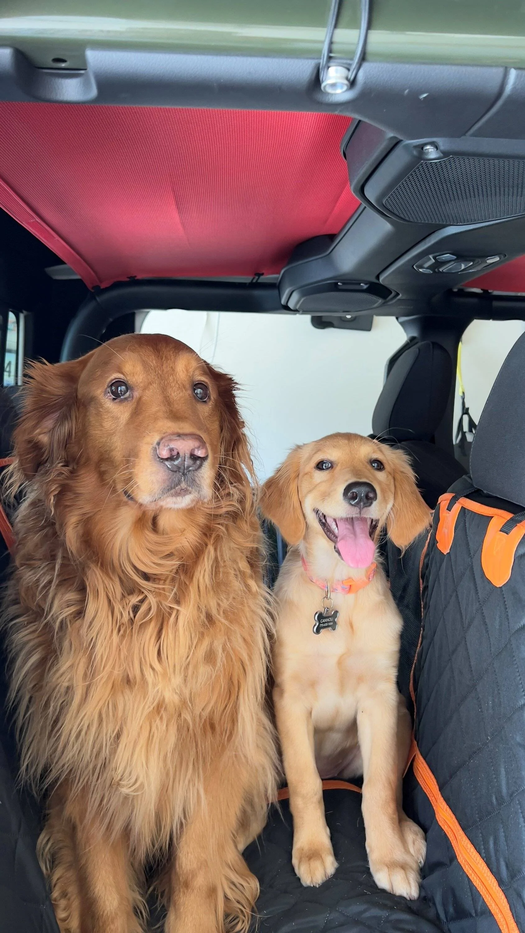 Jeep Gladiator Let’s see your pets cause they are the best companion you can have!!!!! dog jeep 2