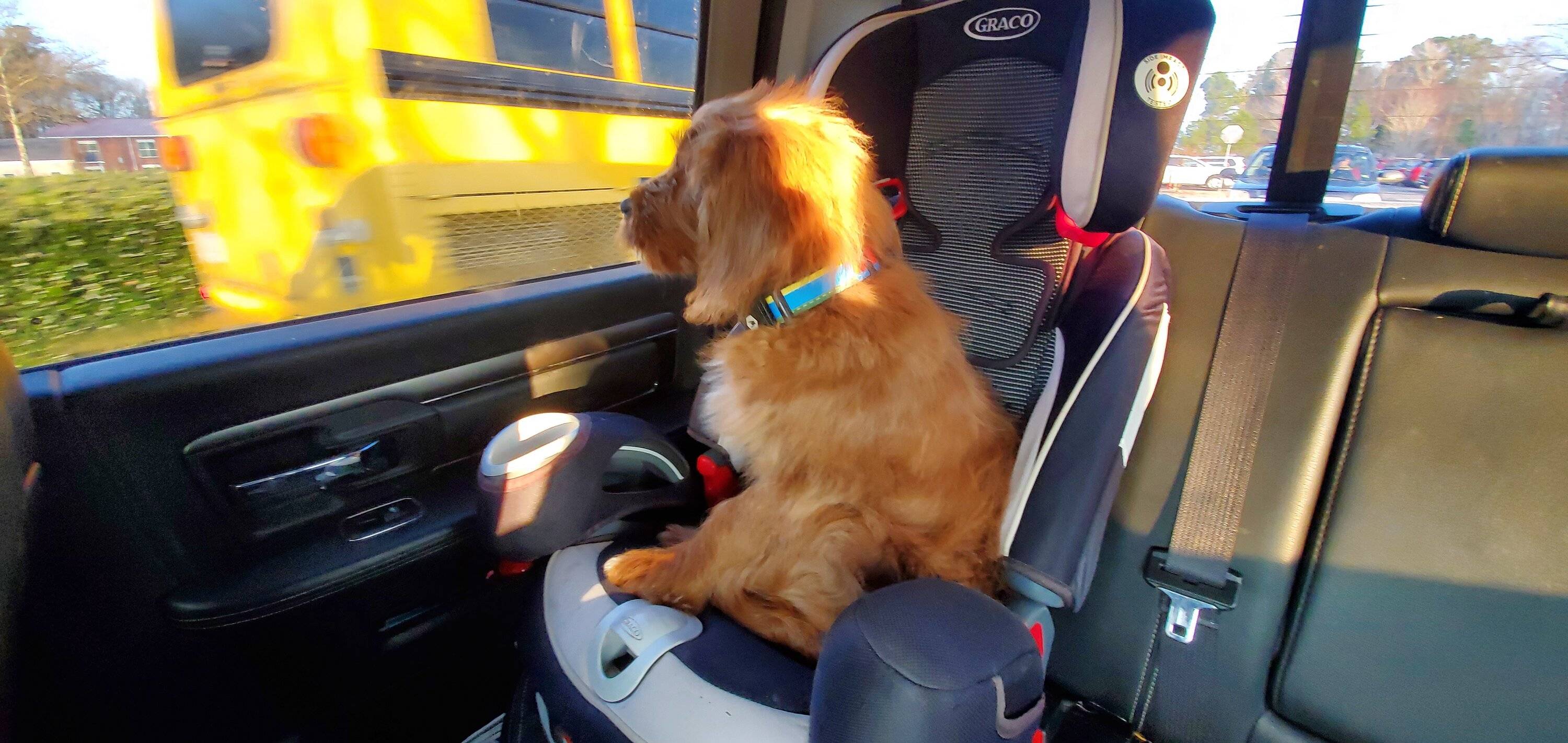 Jeep Gladiator Let’s see your pets cause they are the best companion you can have!!!!! 20220214_074036