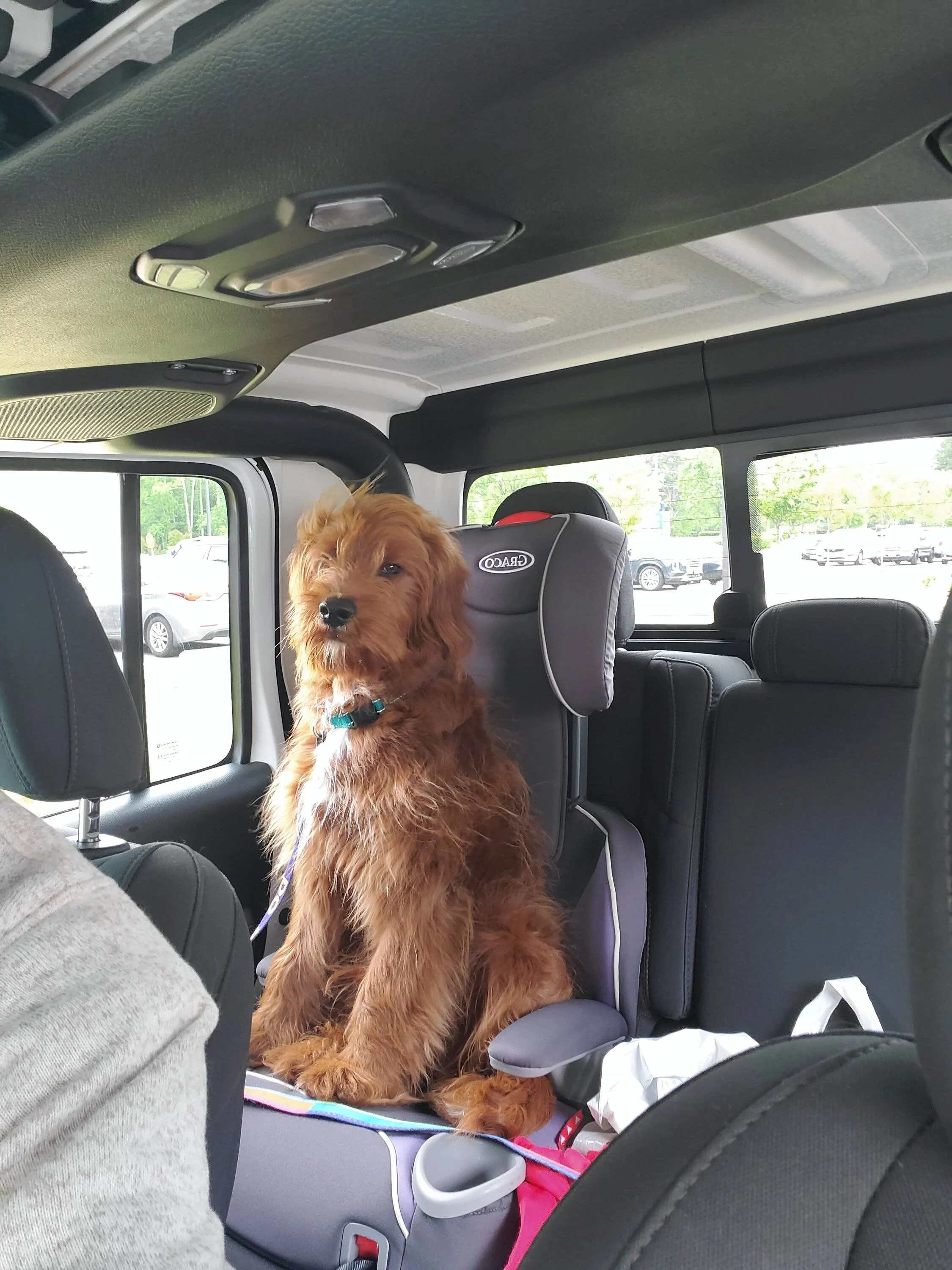 Jeep Gladiator Let’s see your pets cause they are the best companion you can have!!!!! 20220511_121232