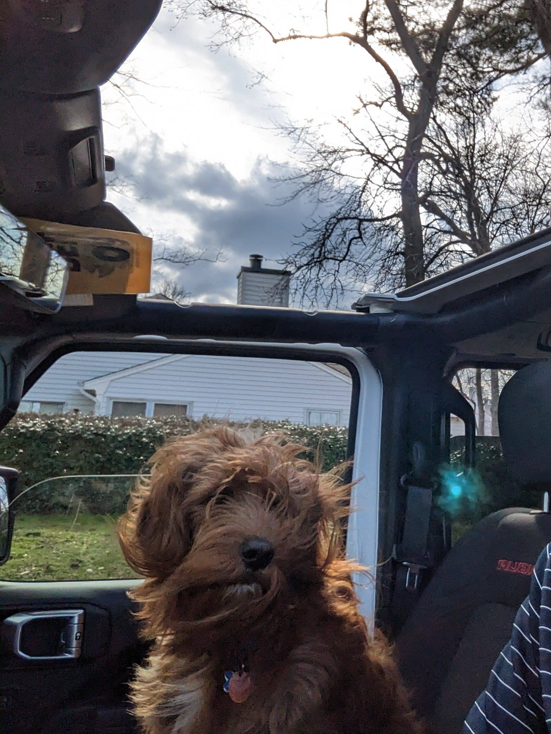 Jeep Gladiator Let’s see your pets cause they are the best companion you can have!!!!! PXL_20230210_193413721-EDIT