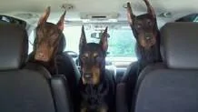 Jeep Gladiator Theft deterrent Doberman Alarm
