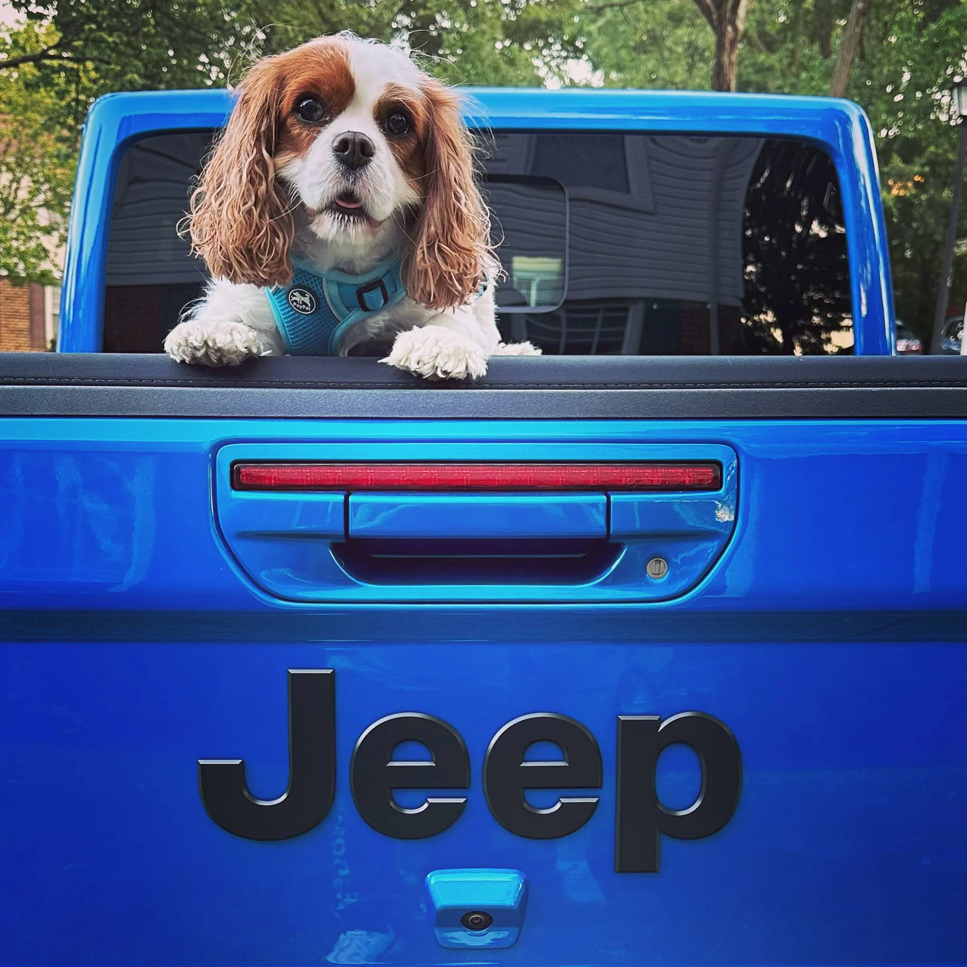 Jeep Gladiator Let’s see your pets cause they are the best companion you can have!!!!! 297EB13C-733E-453A-8E24-EF380EA395C8