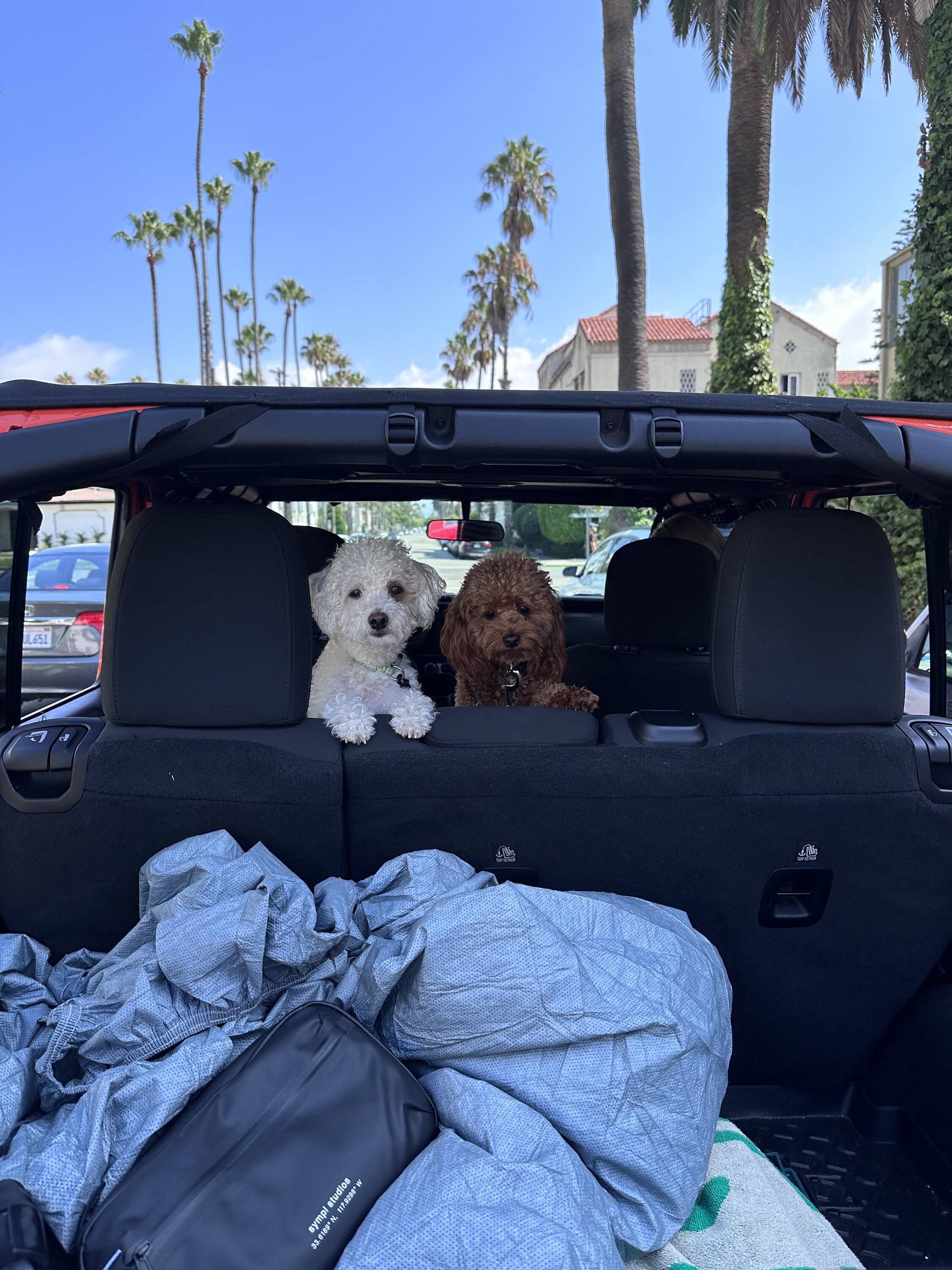 Jeep Gladiator Simple Jeep! dogs
