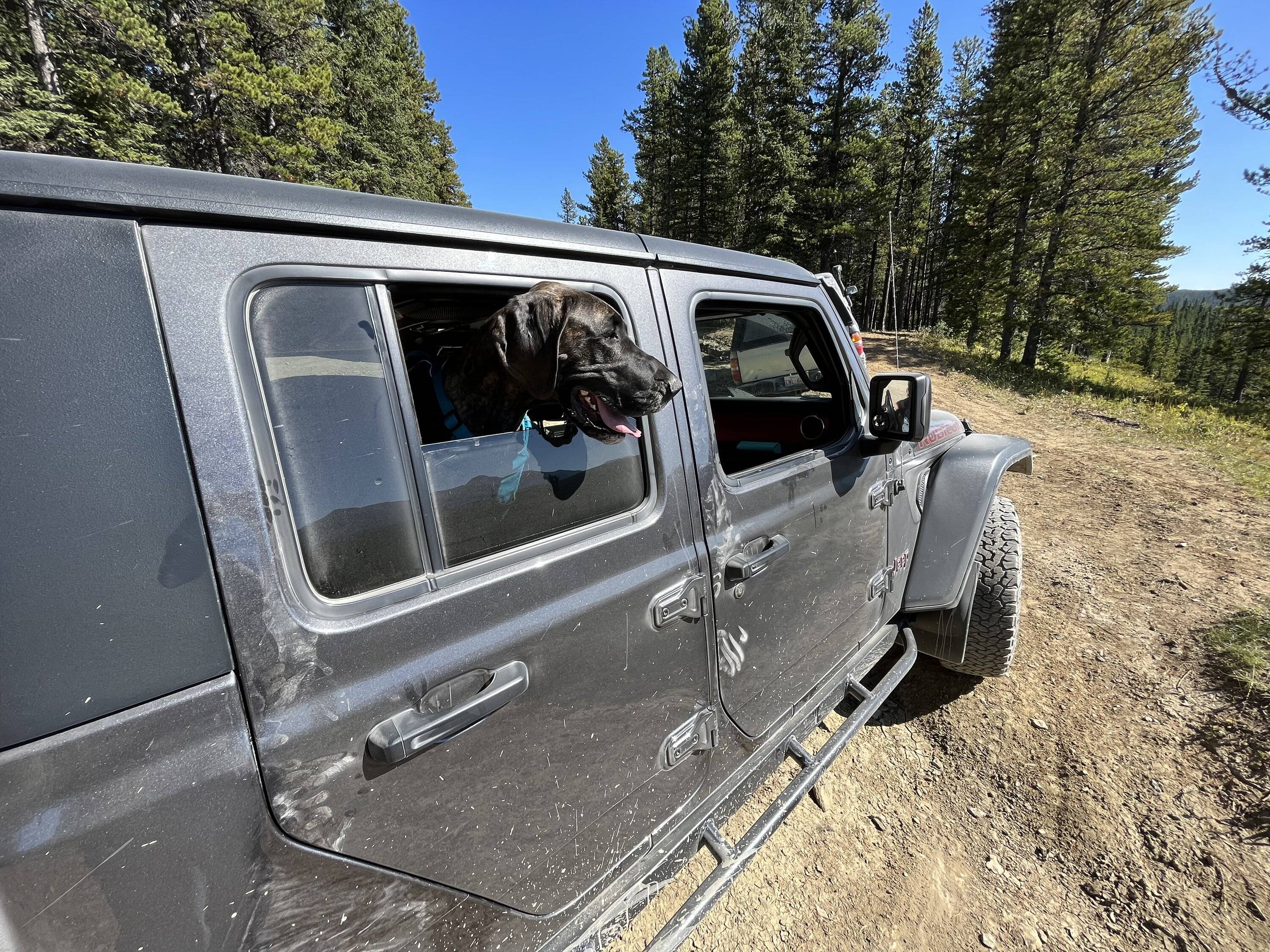 Jeep Gladiator Recommendations on a backseat dog hammock IMG_1615