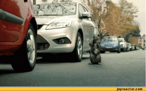 Jeep Gladiator O gif-parking-cat-help-572335