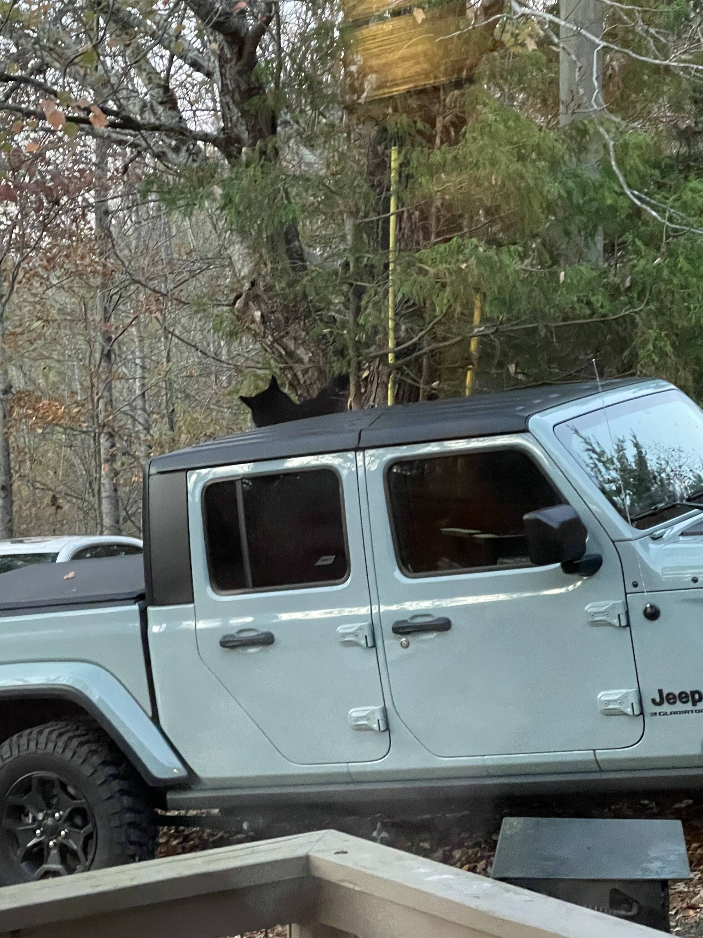 Jeep Gladiator Gladiator and a bear (Smokey Mtns) IMG_4361
