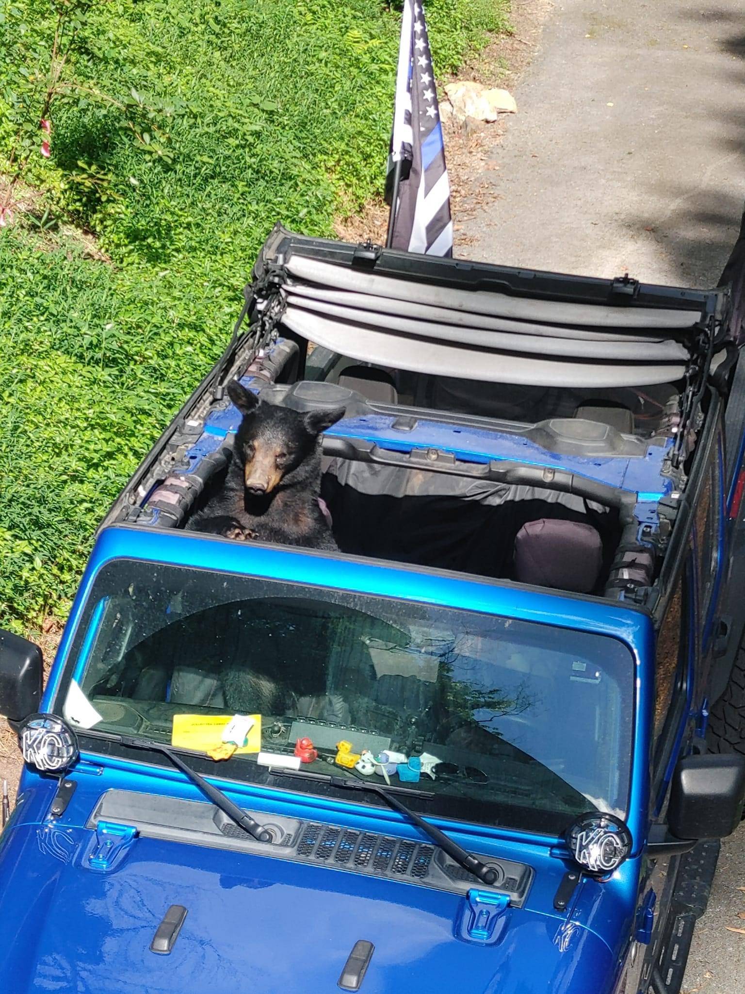 Jeep Gladiator Gladiator and a bear (Smokey Mtns) IMG_4028