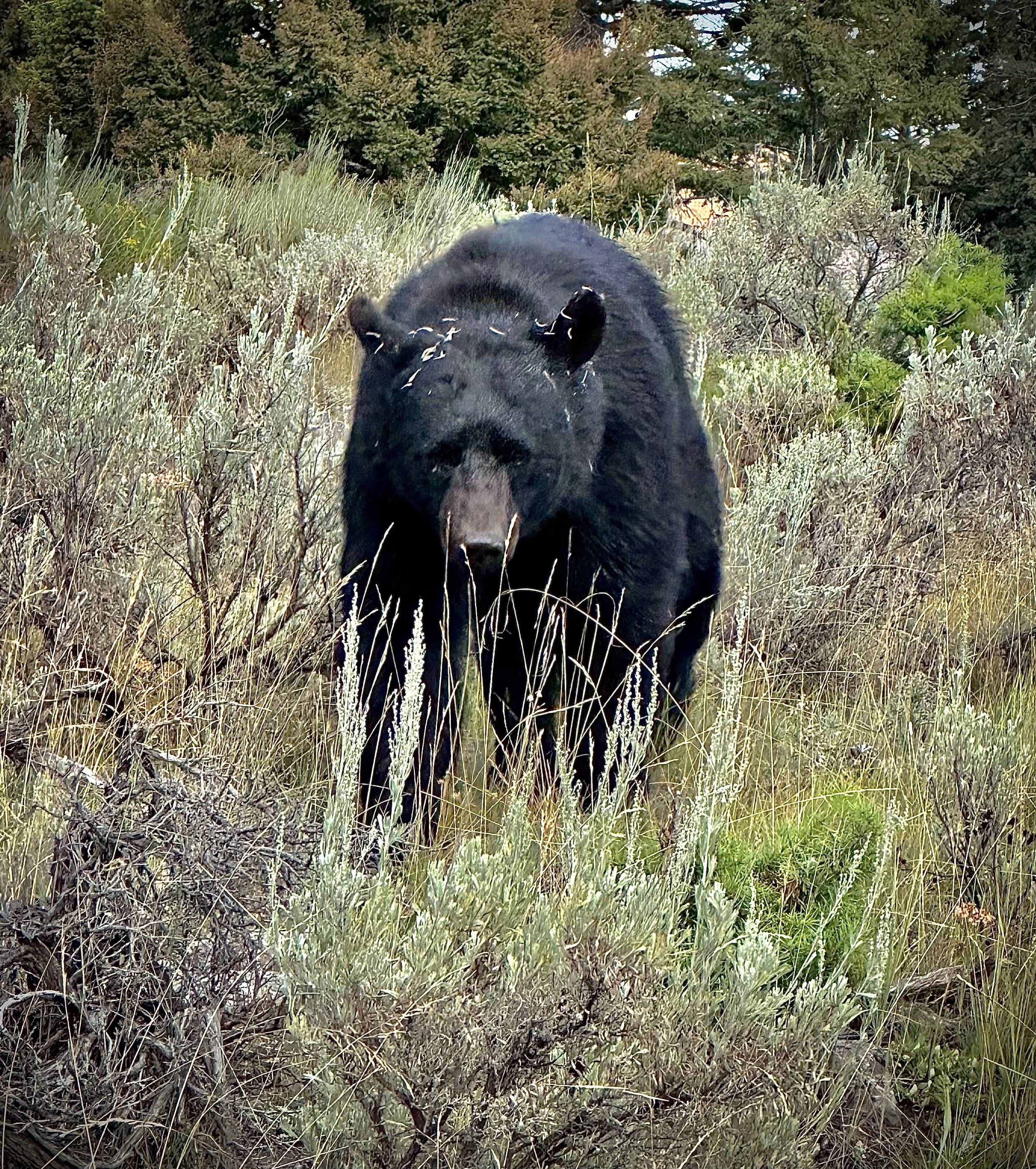 Jeep Gladiator Gladiator and a bear (Smokey Mtns) IMG_7026