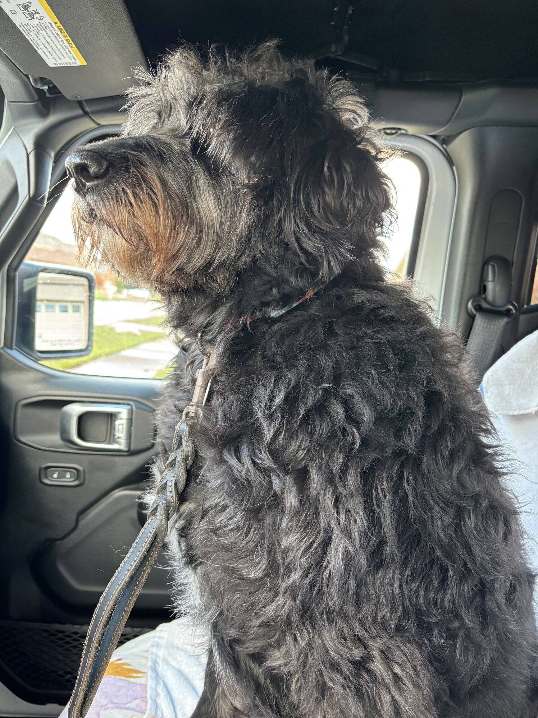 Jeep Gladiator Let’s see your pets cause they are the best companion you can have!!!!! Willow in Gladiator 1