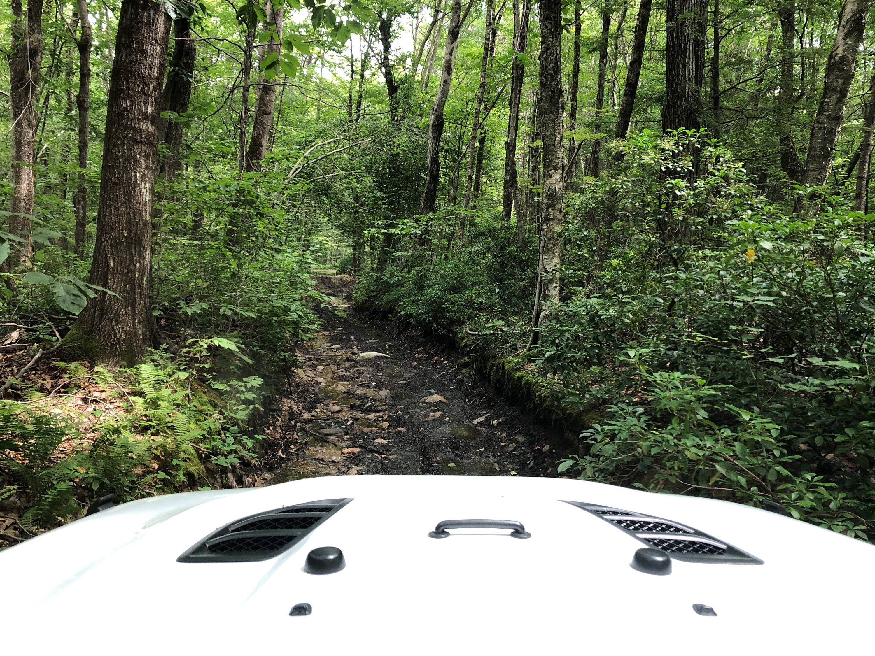 Jeep Gladiator White Jeeps > Other Colors Rubicon narrow trail