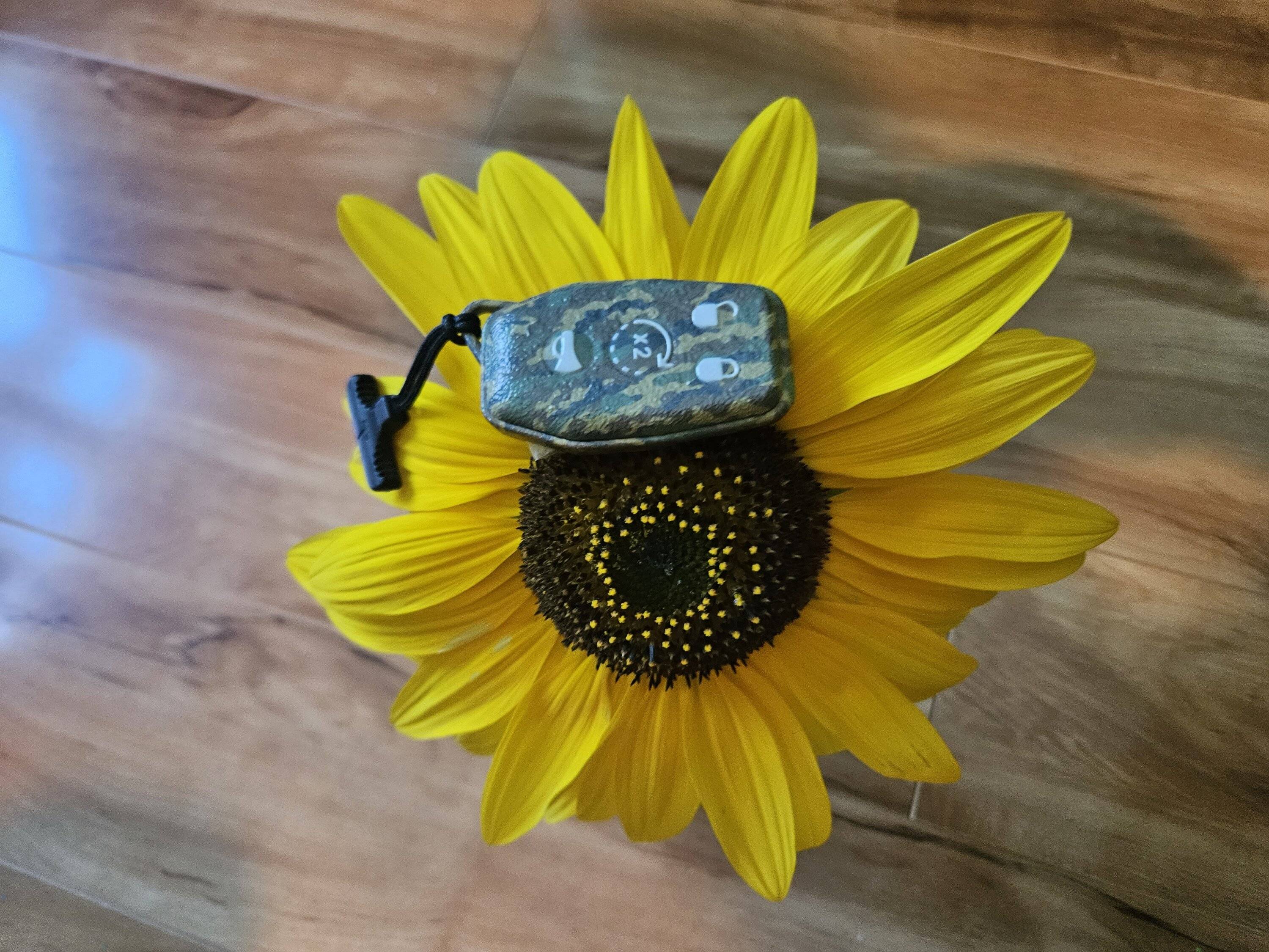 Jeep Gladiator ? ? Let the Sunshine In .... 20230906_112603