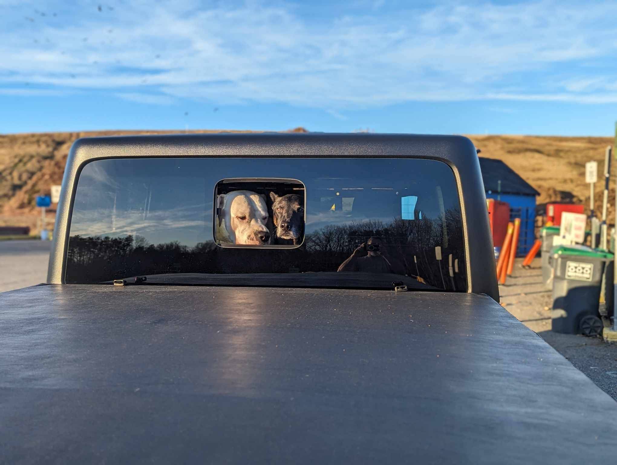 Jeep Gladiator HYDRO BLUE PEARL Gladiator JT Club doggos enjoying the seat delete2