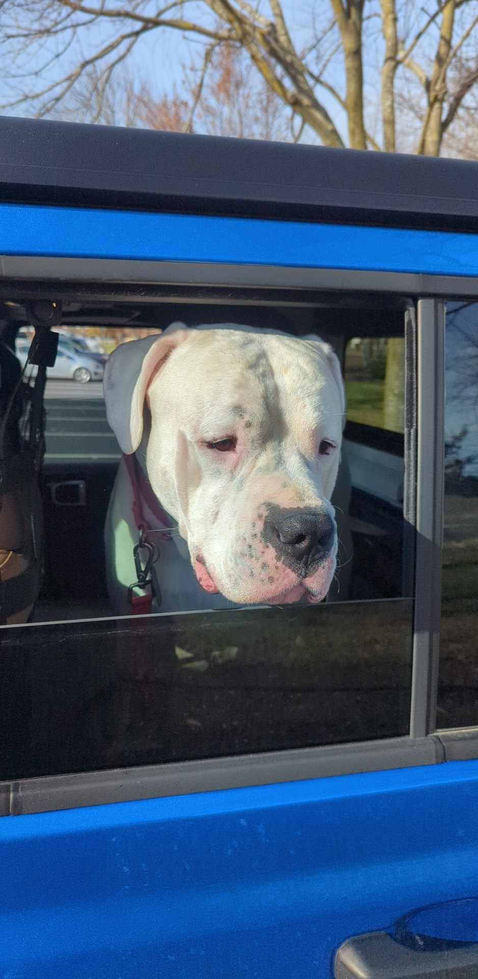 Jeep Gladiator HYDRO BLUE PEARL Gladiator JT Club doggos enjoying the seat delete4
