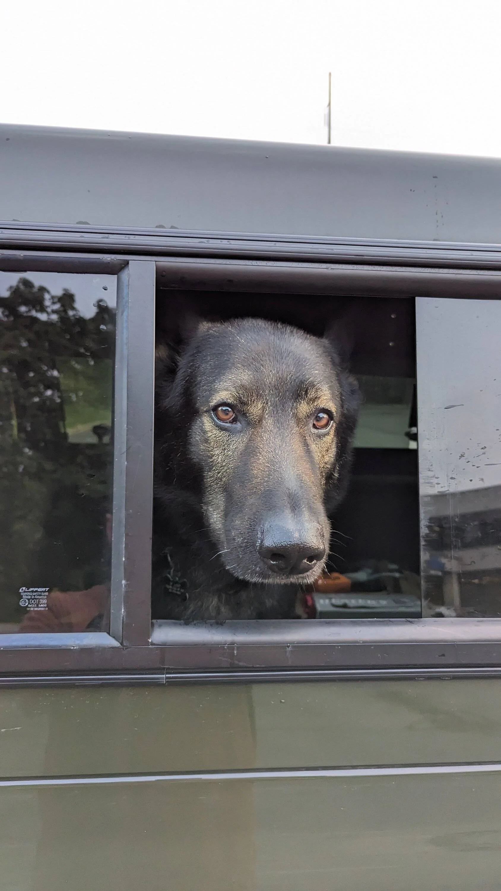 Jeep Gladiator Let’s see your pets cause they are the best companion you can have!!!!! PXL_20230718_110419125