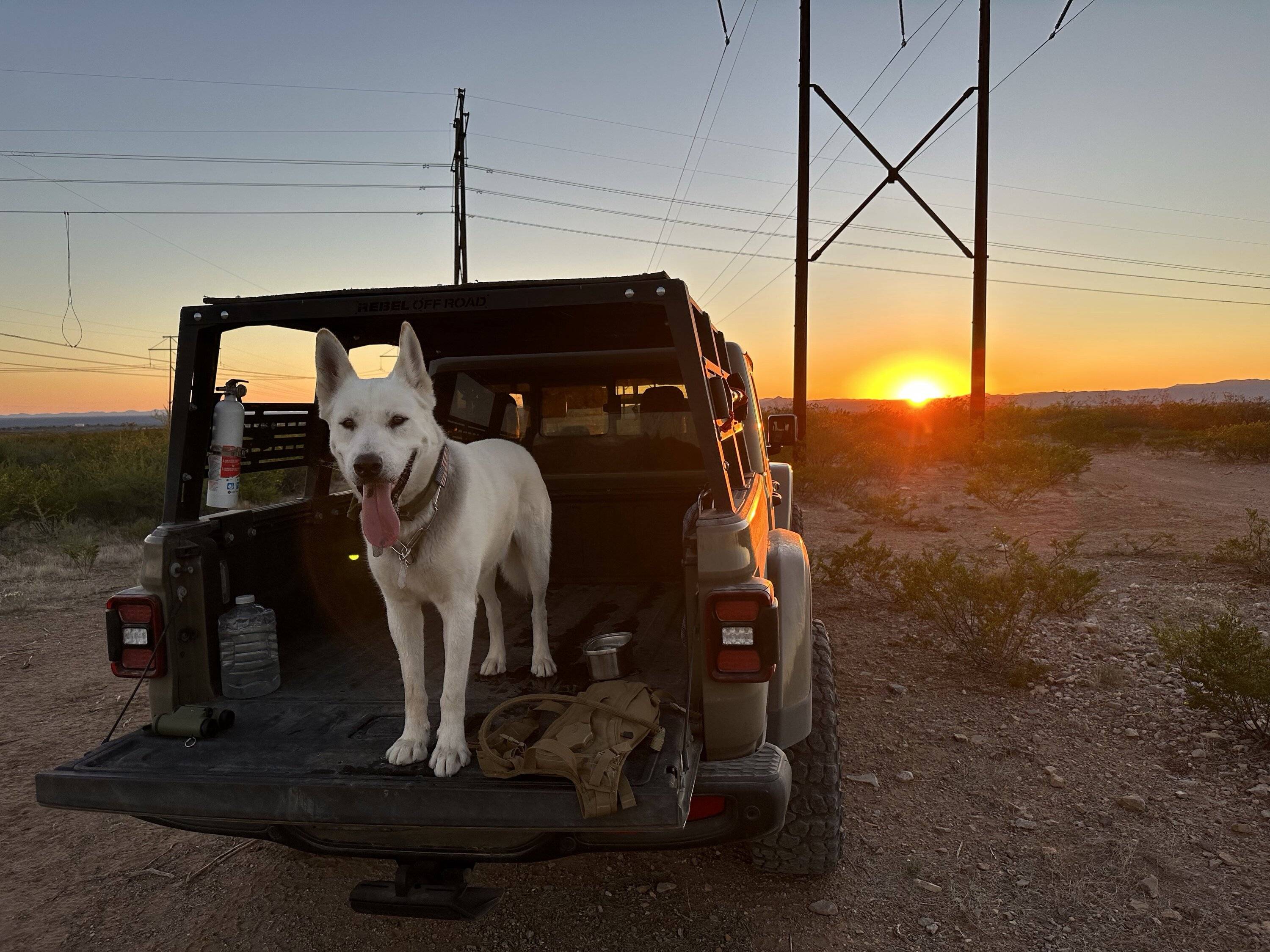Jeep Gladiator Do you guys carry dogs in the truck bed? IMG_4362