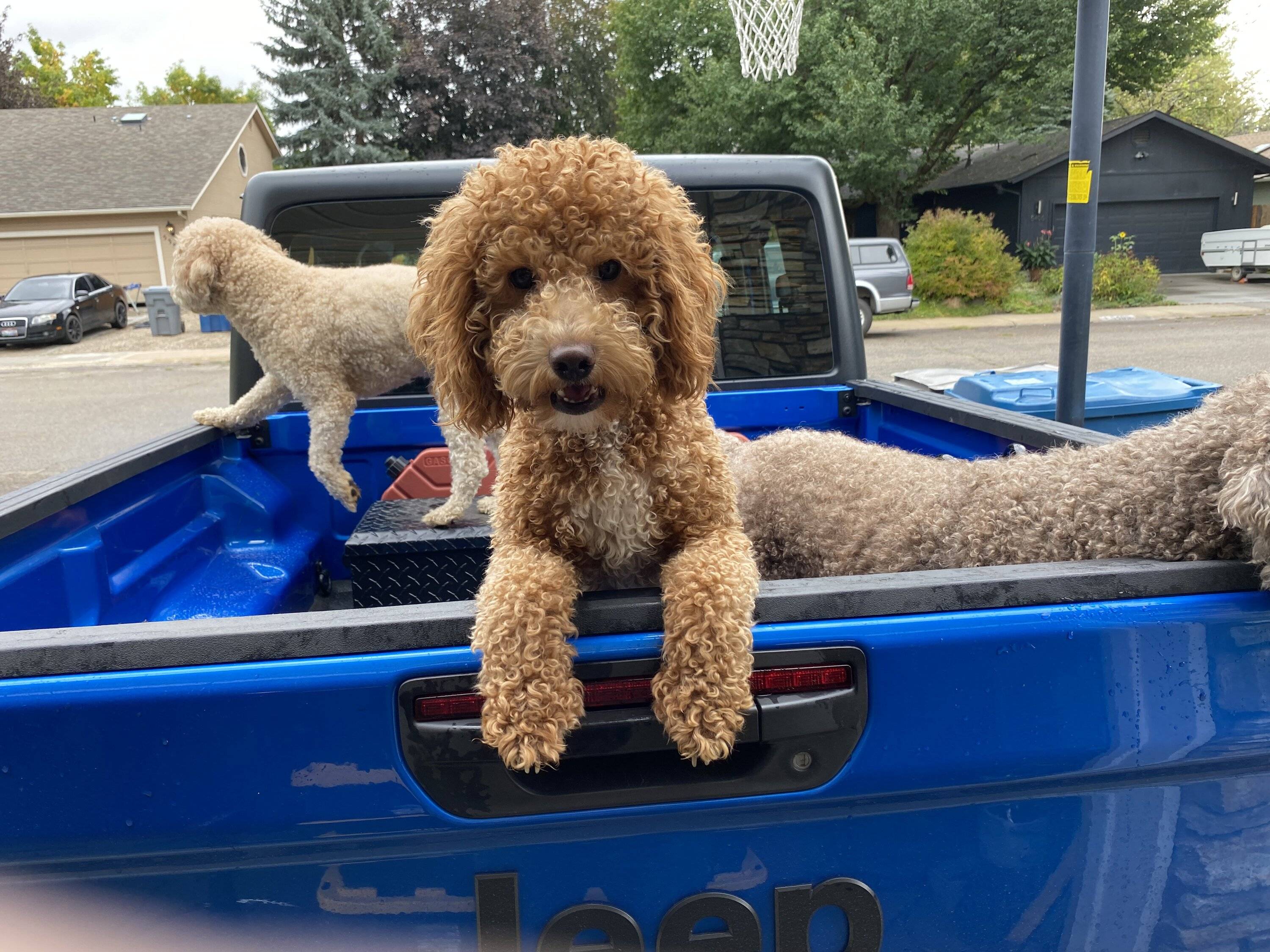 Jeep Gladiator Do you guys carry dogs in the truck bed? IMG_0929