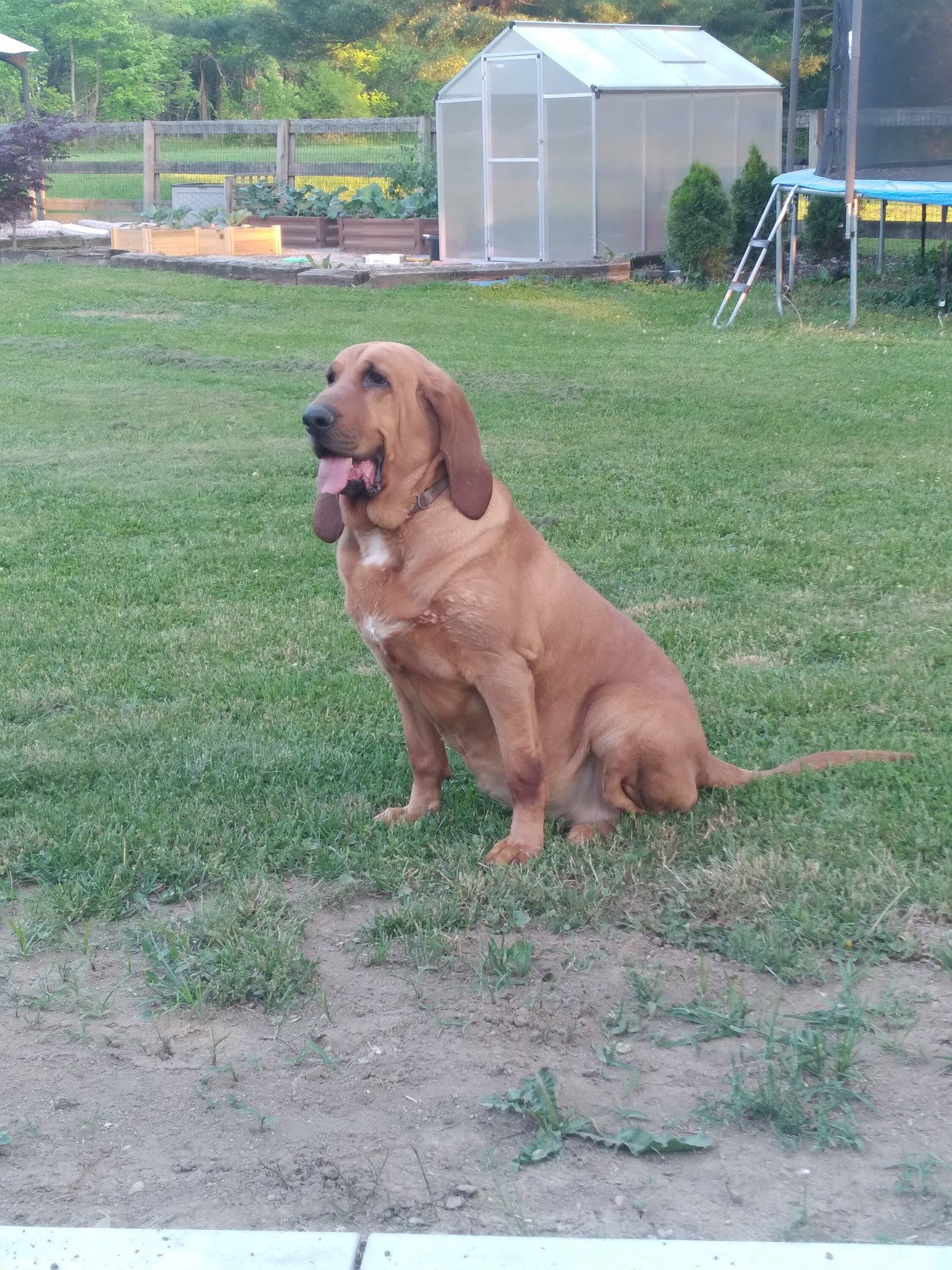 Jeep Gladiator Let’s see your pets cause they are the best companion you can have!!!!! 20230526_202638