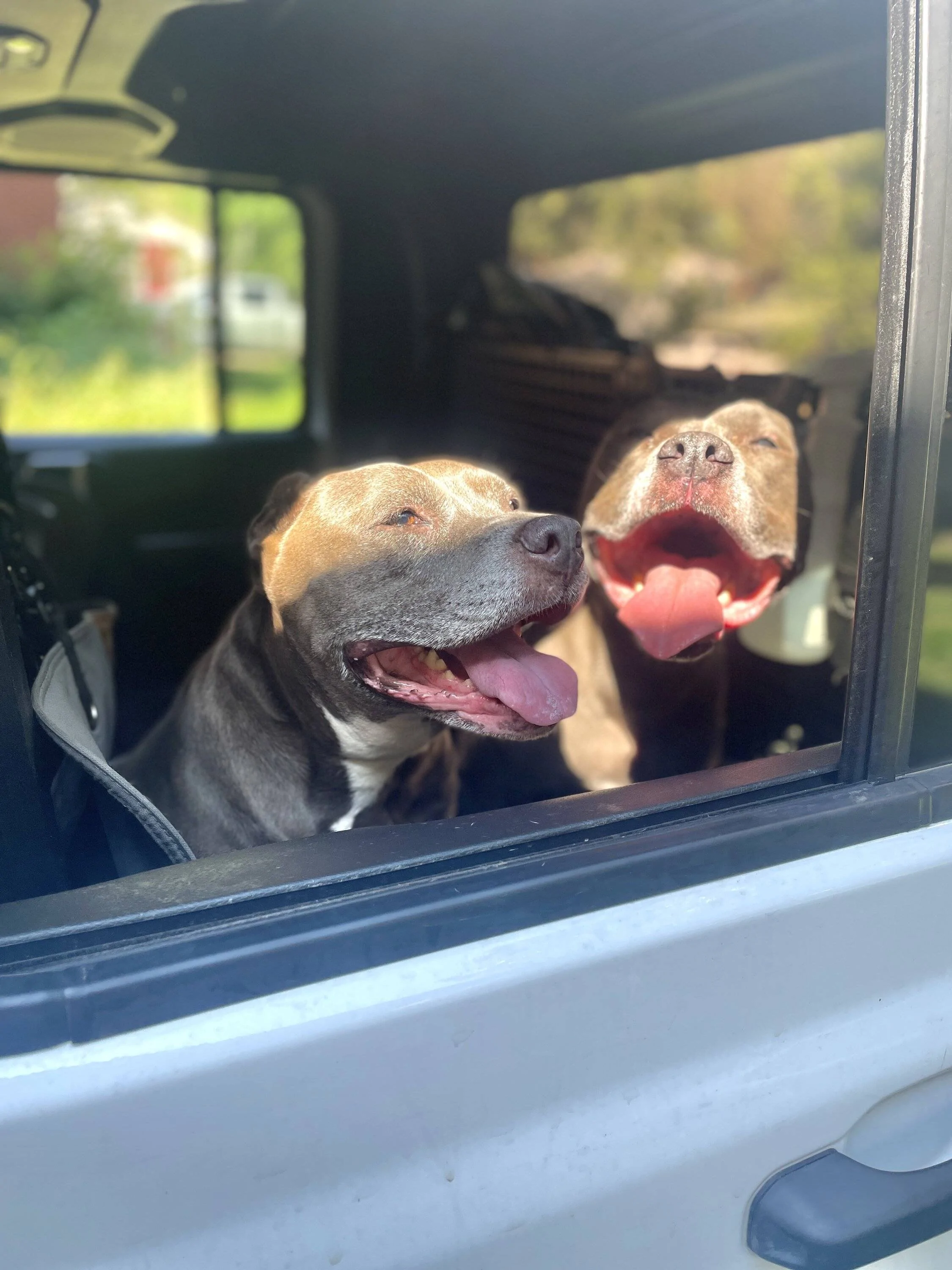 Jeep Gladiator Let’s see your pets cause they are the best companion you can have!!!!! IMG_2861