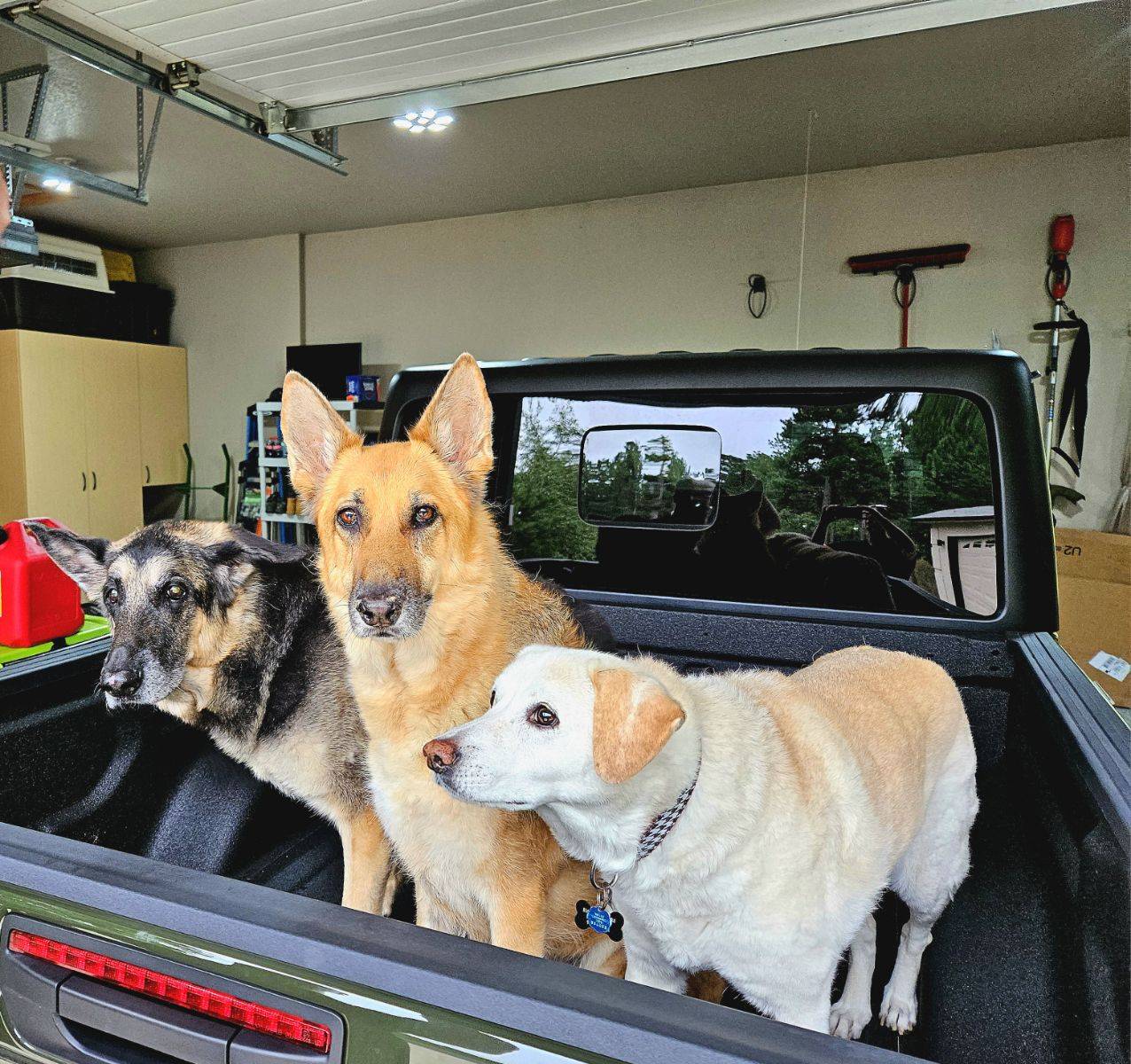 Jeep Gladiator Gladiator Dogs image000000 (12)